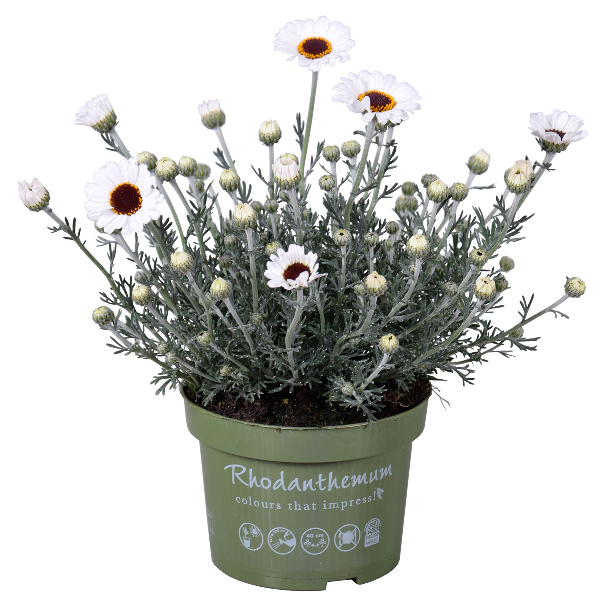 Rhodanthemum Casablanca, D 13