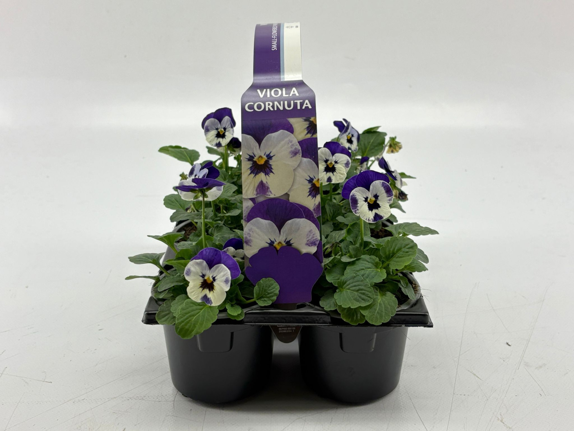 Sixpack Viola Cornuta Delft Blue, D 9