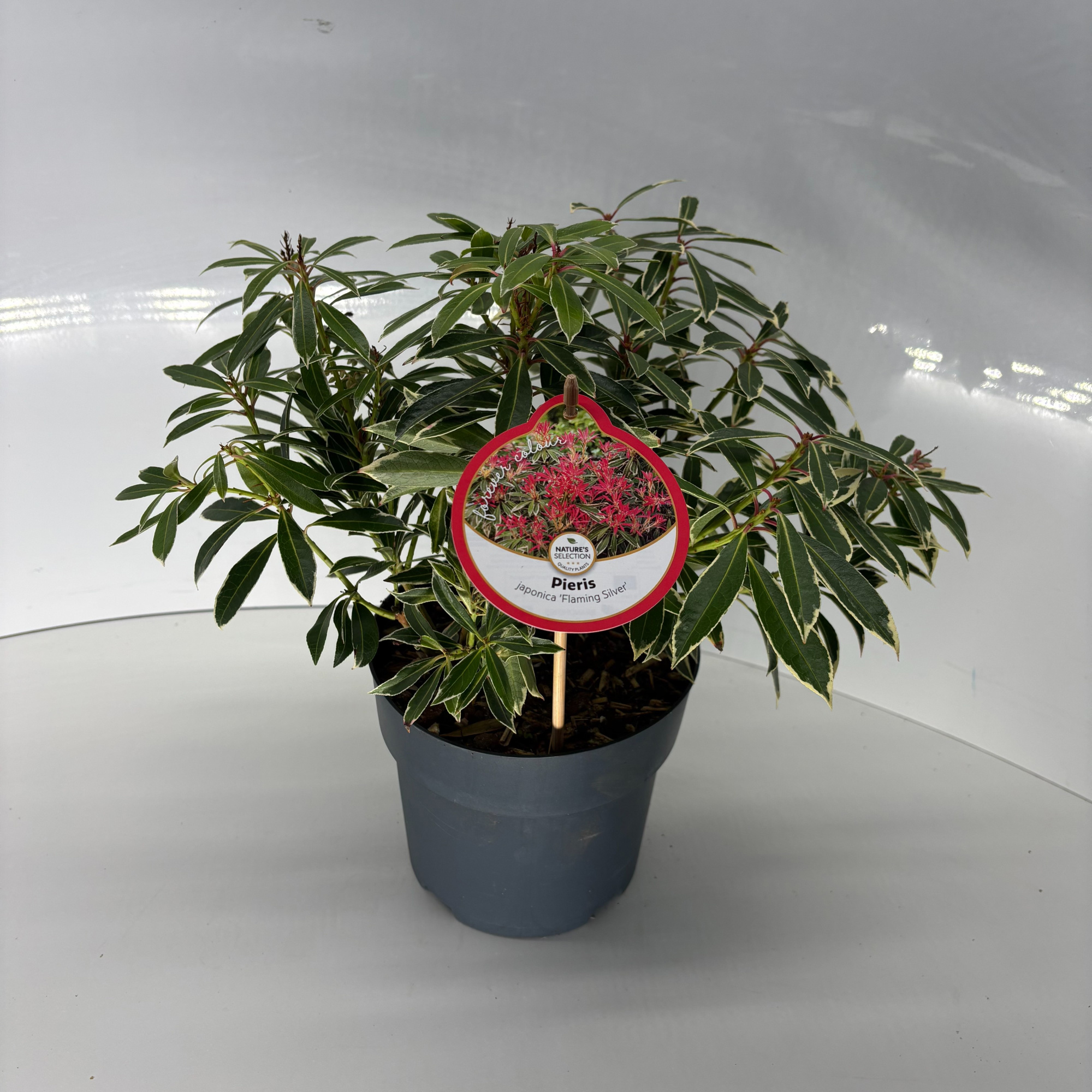 Pieris jap. 'Flaming Silver', D 17