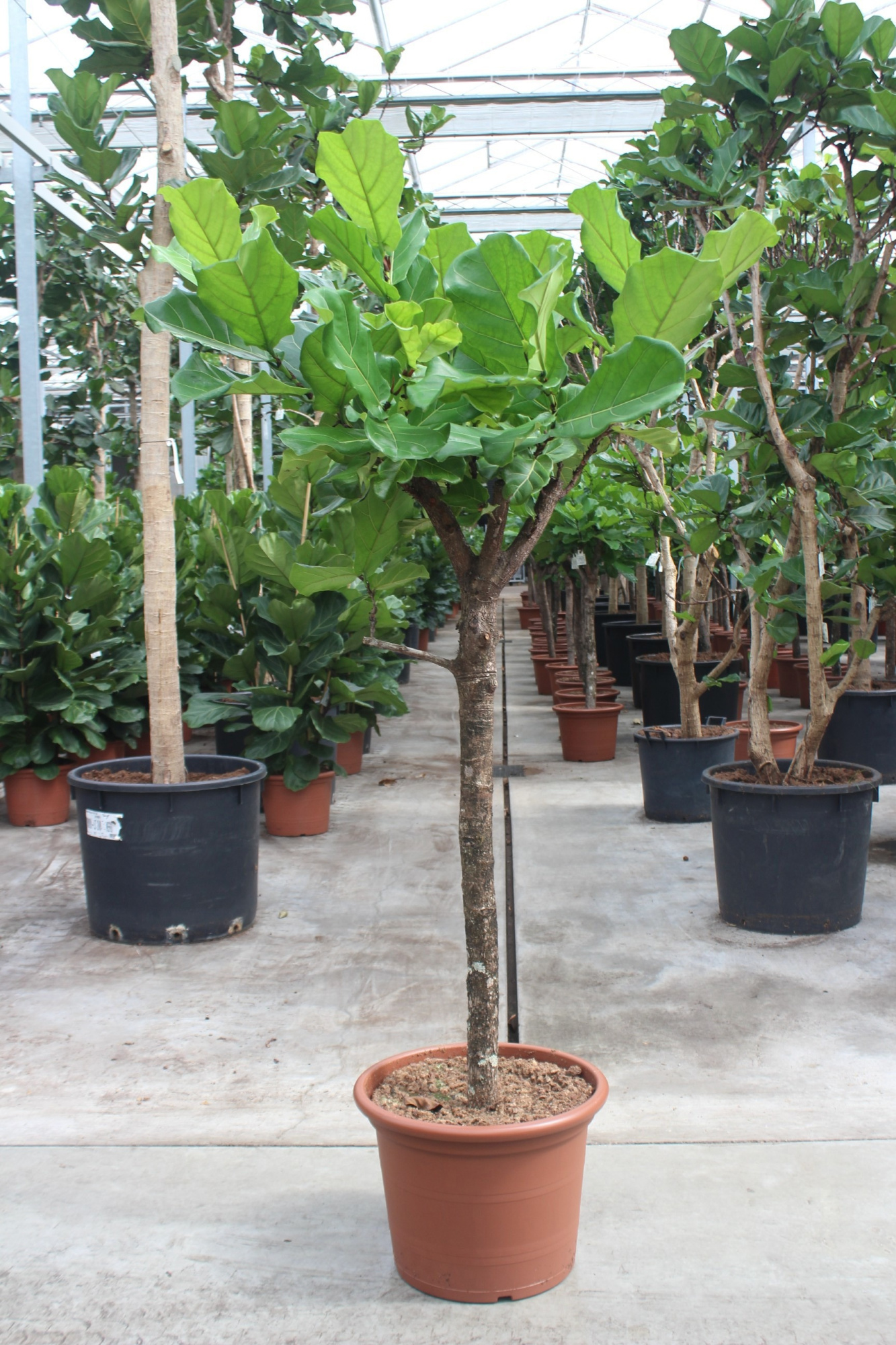 Ficus lyrata, D 50 cm