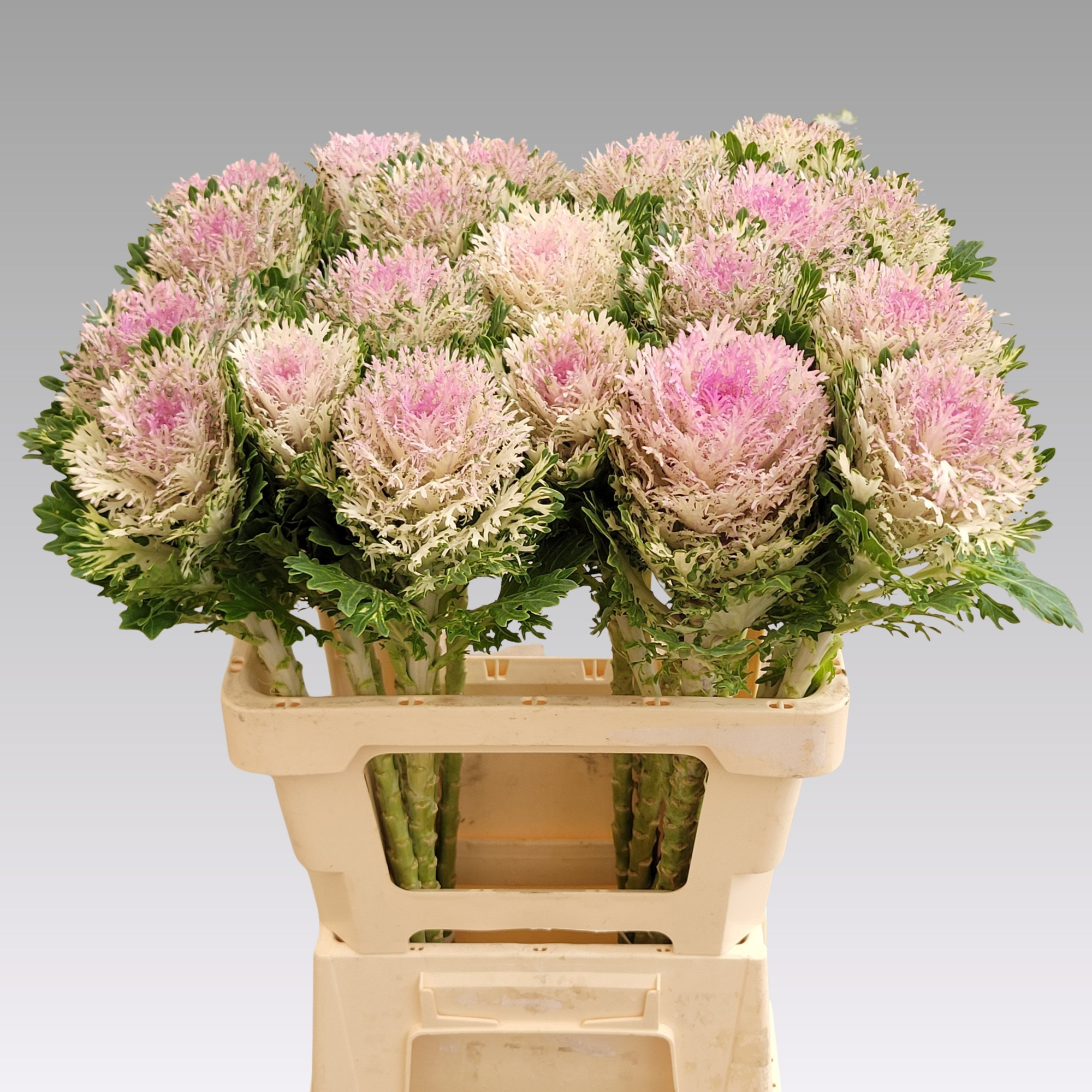 Брассика Крэйн Кинг 60, шт.