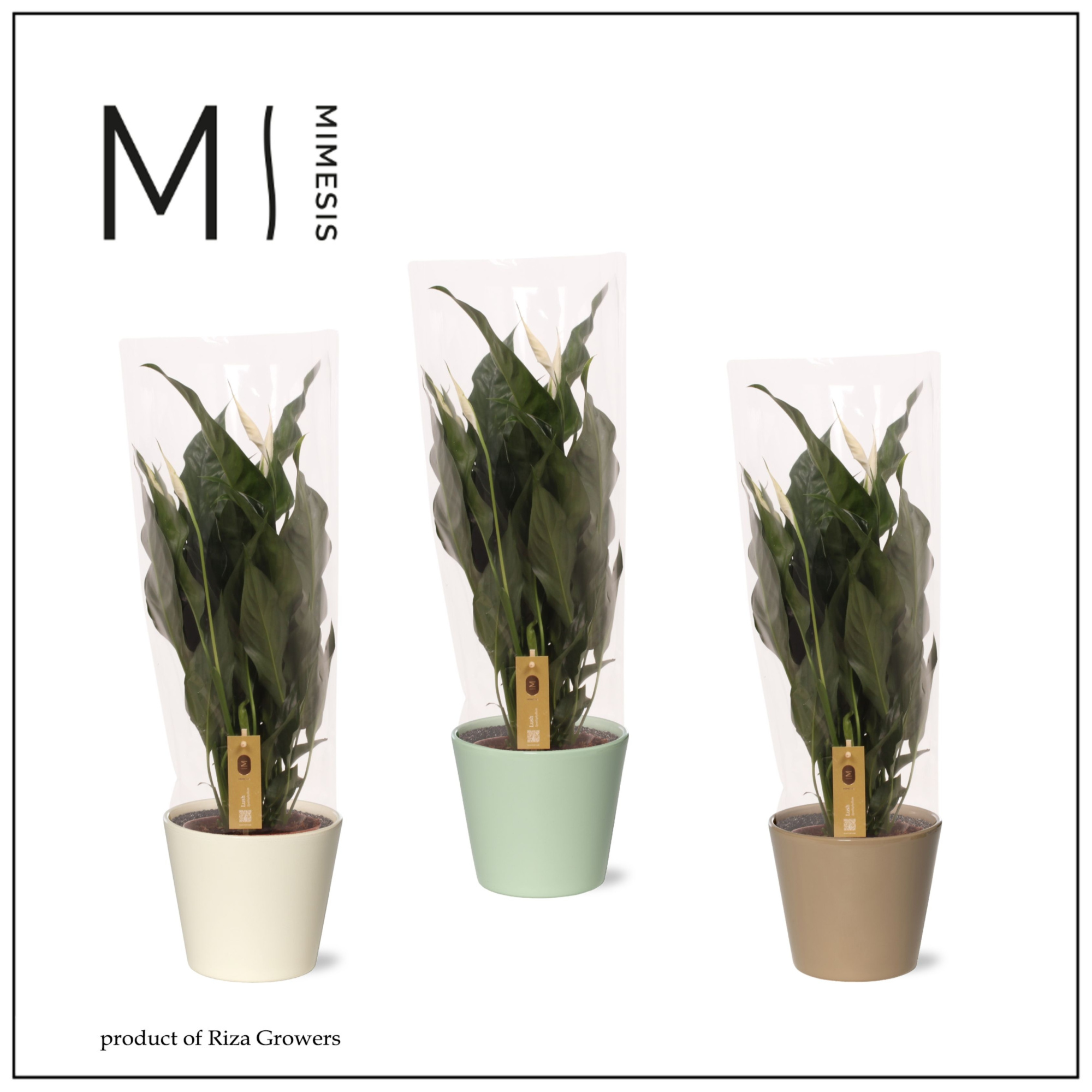 Spathiphyllum Sweet Curiosa - 13cm in Amanda | Mimesis, D 13 cm