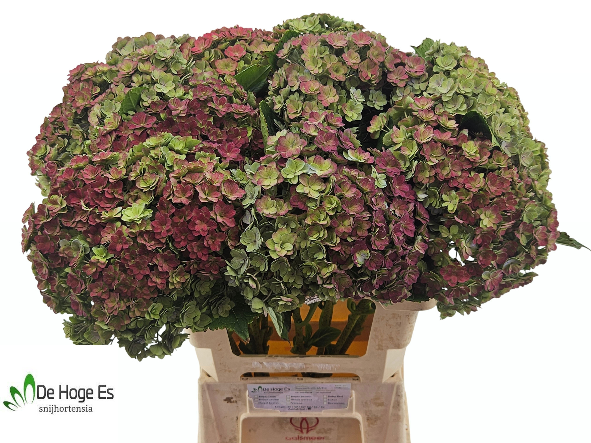 Гортензия Люксор Классик 60, шт.