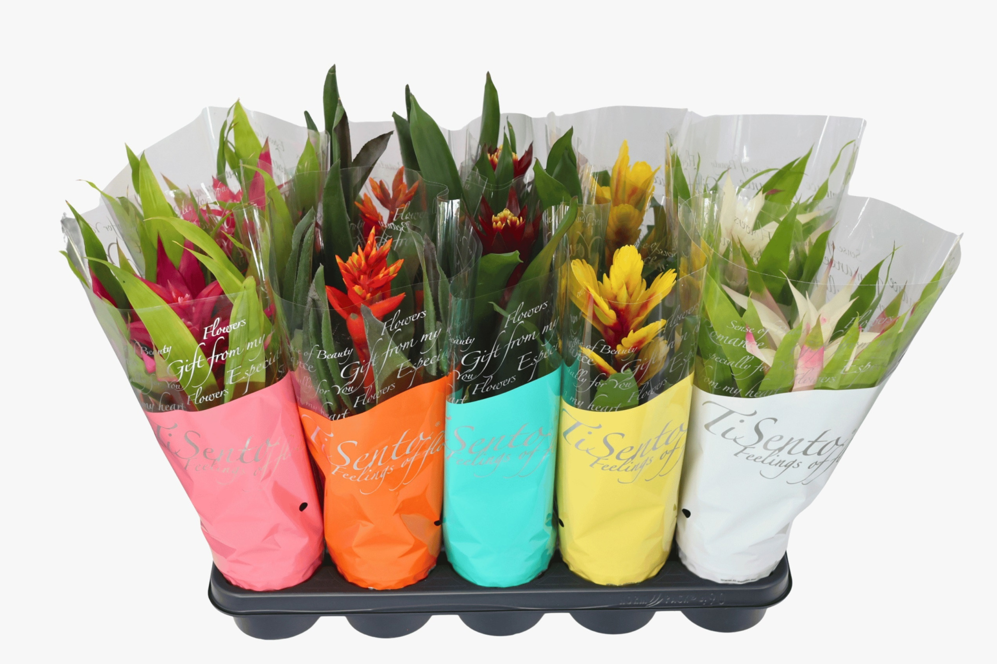 Bromelia Zomer Mix - 40 cm, D 12