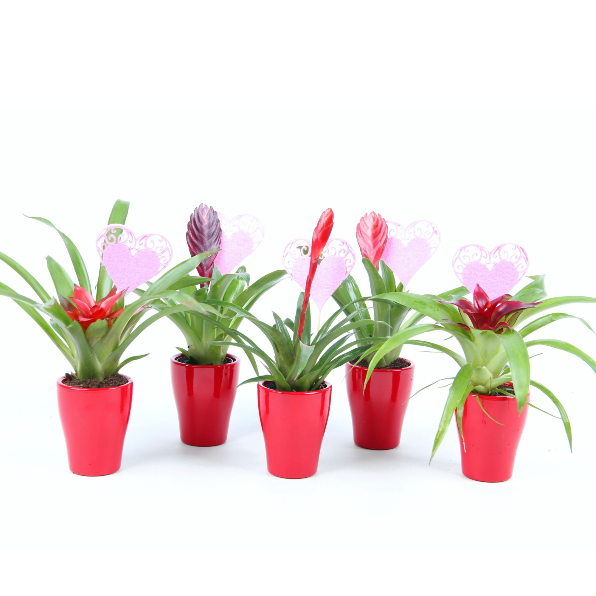 Bromini mix in rood keramiek met hartje, D 7 cm