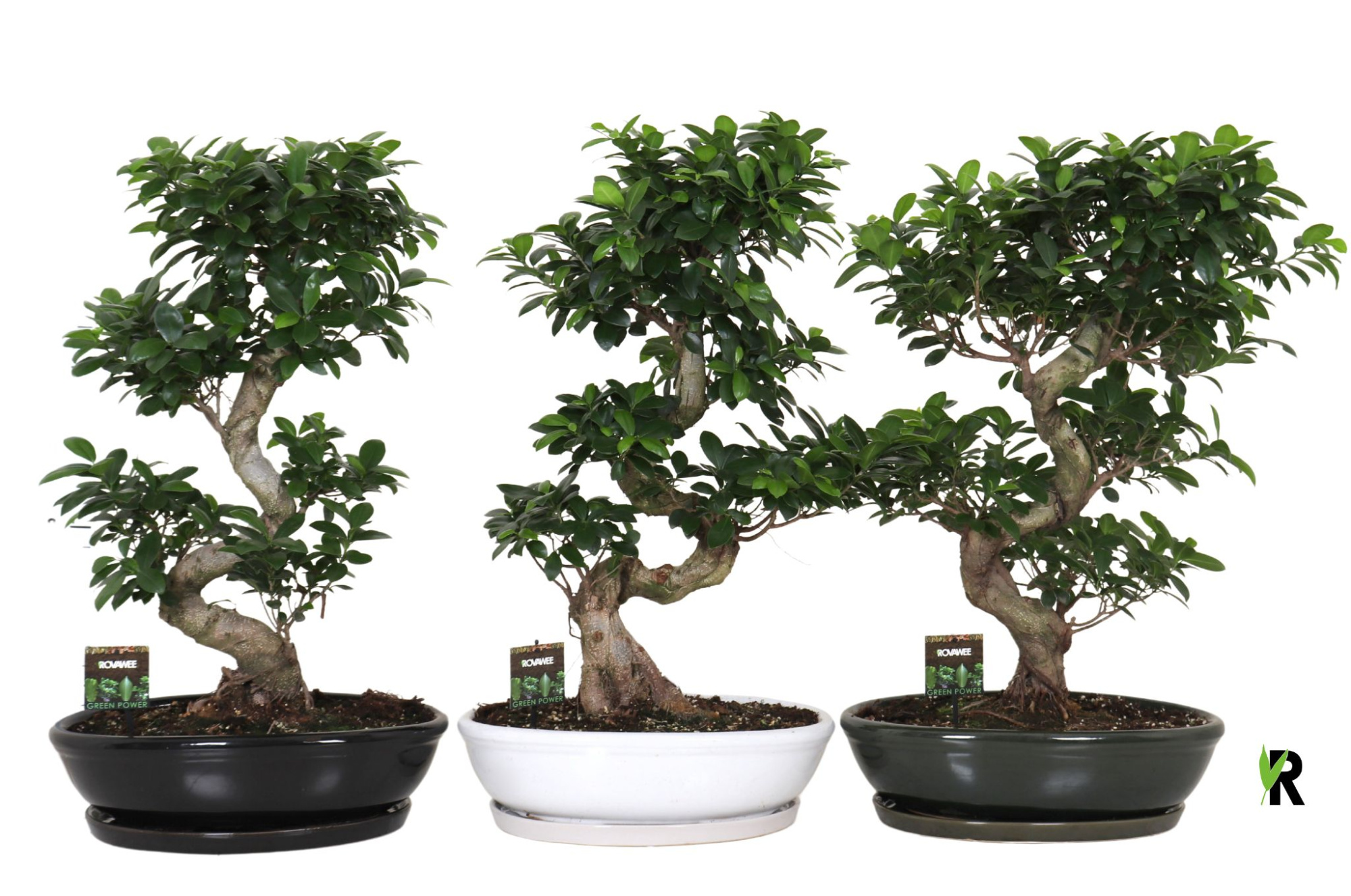 Ficus micr. S-type in keramiek ovaal schaal met schotel gemengd, D 45 cm