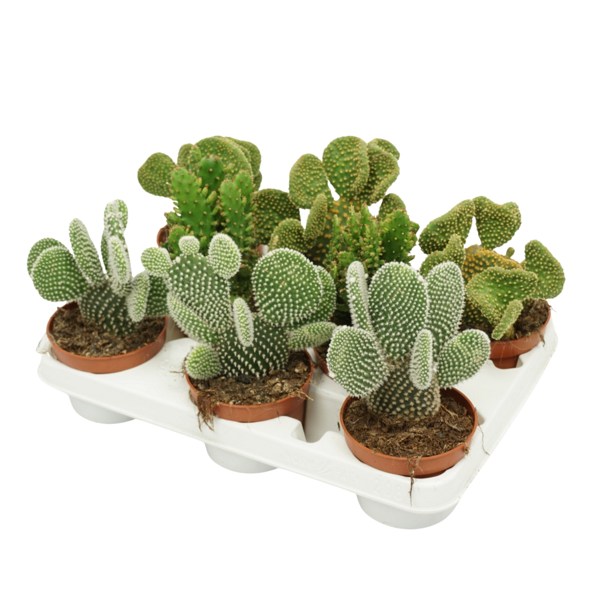 Opuntia mix 10,5 cm in 8 gaats tray, D 10,5 cm