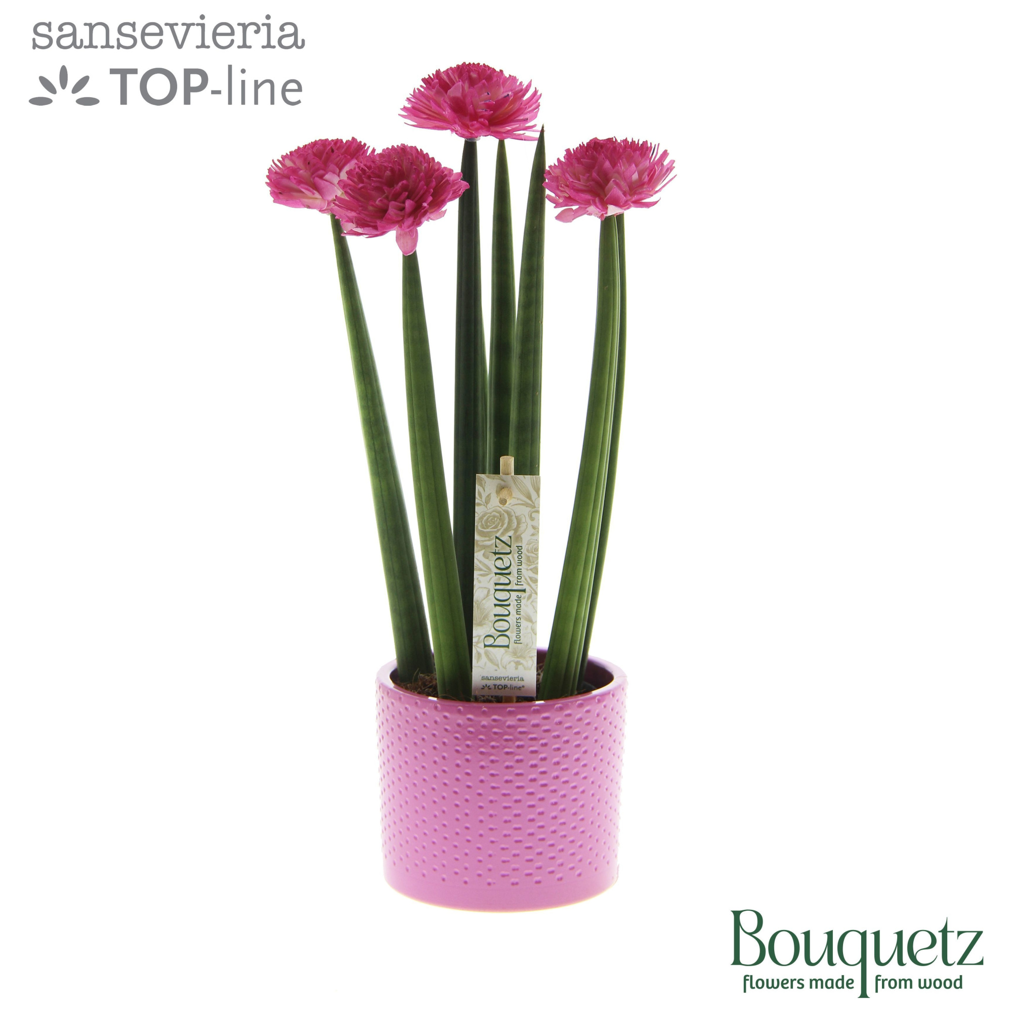 Sansevieria TOP-line Bouquetz Pink in Dots keramiek, D 8,5