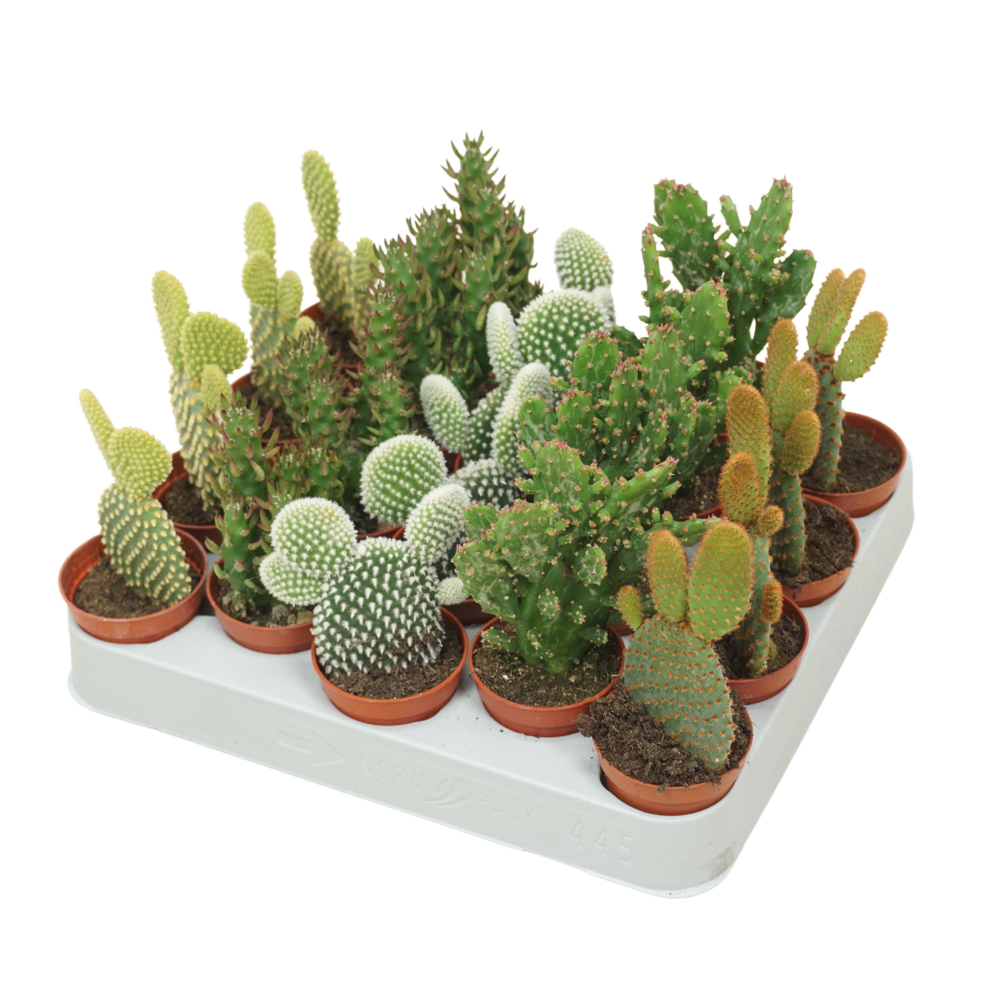 CITES FREE - Opuntia mix 5,5 cm, D 5,5 cm