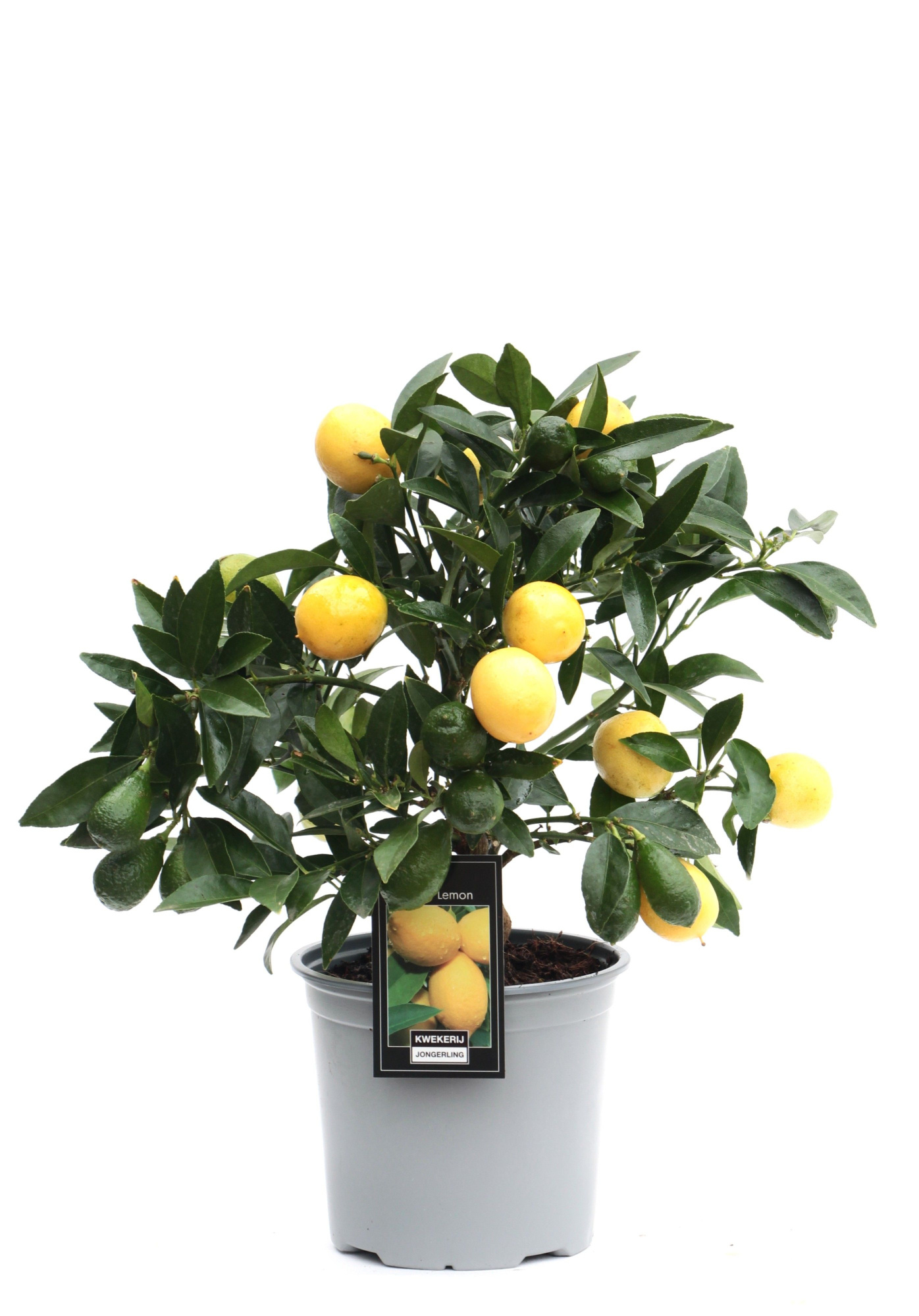 Citrus Lemon op stam, D 15