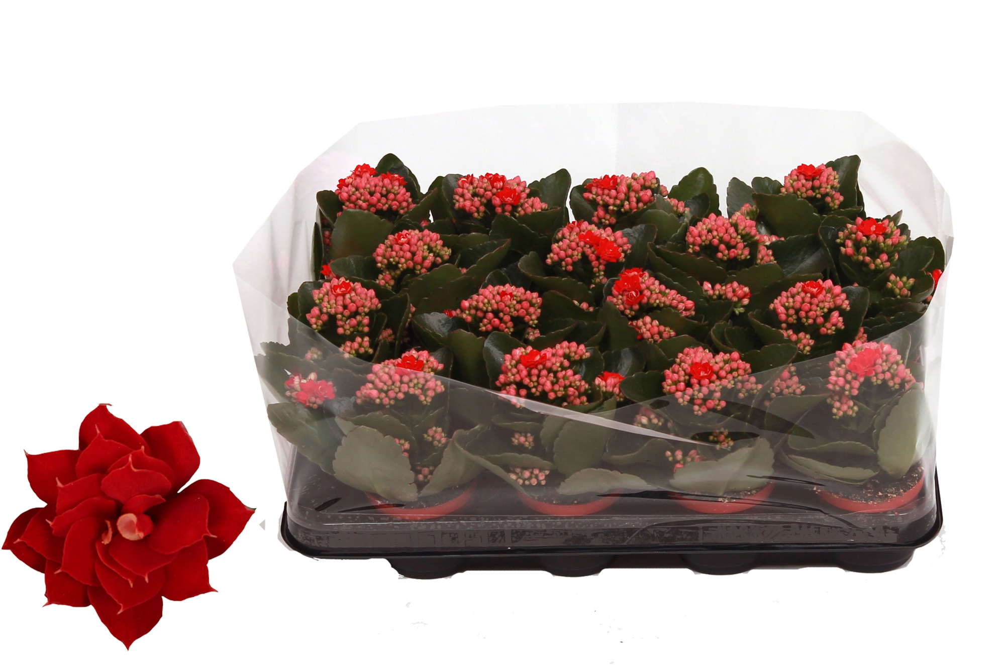 Kalanchoe Rosalina 07cm Don Justino rood, Trayfolie, D 7