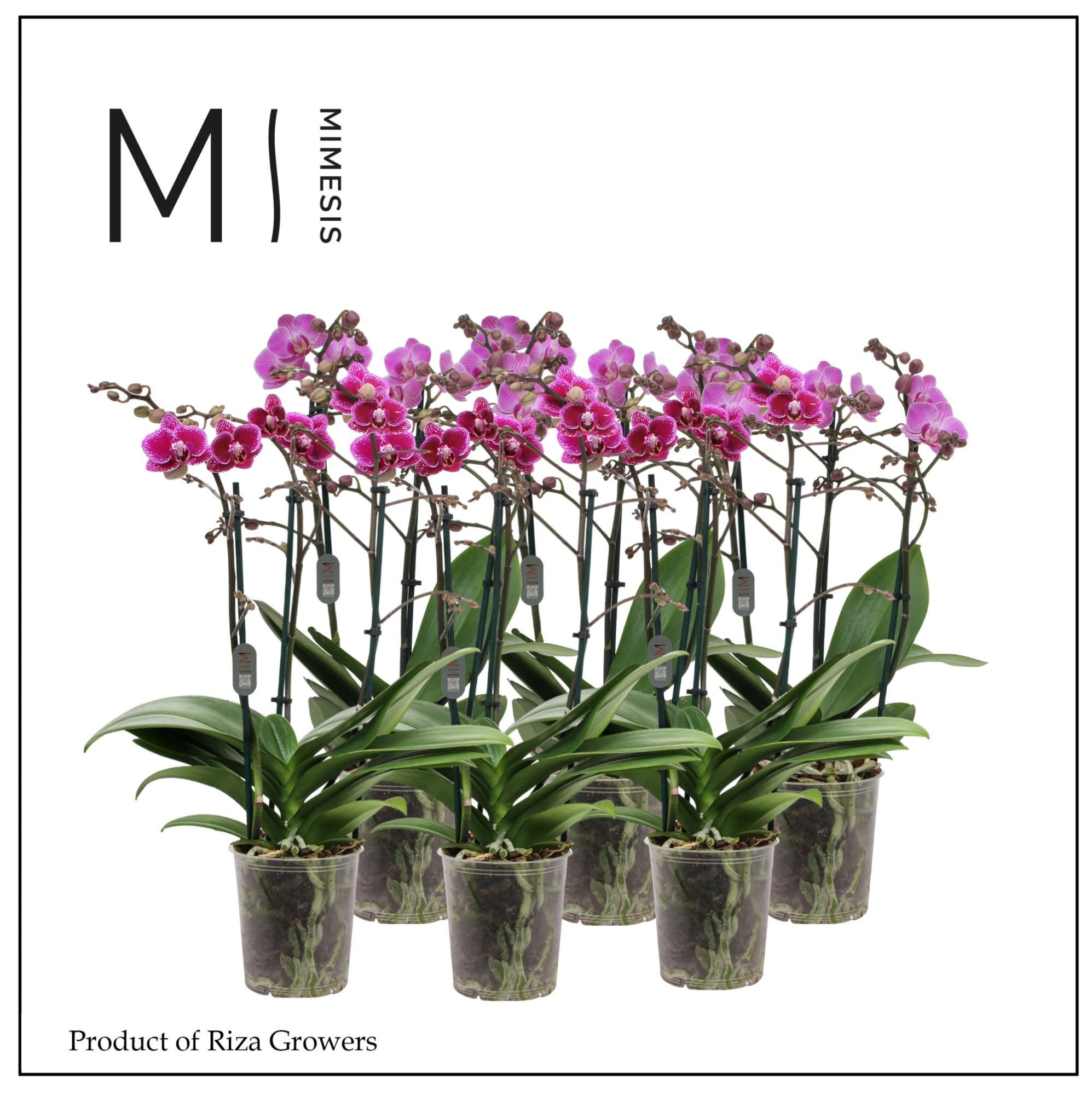 Phalaenopsis Multi Purple 3 spike - 12cm | Mimesis, D 12 cm