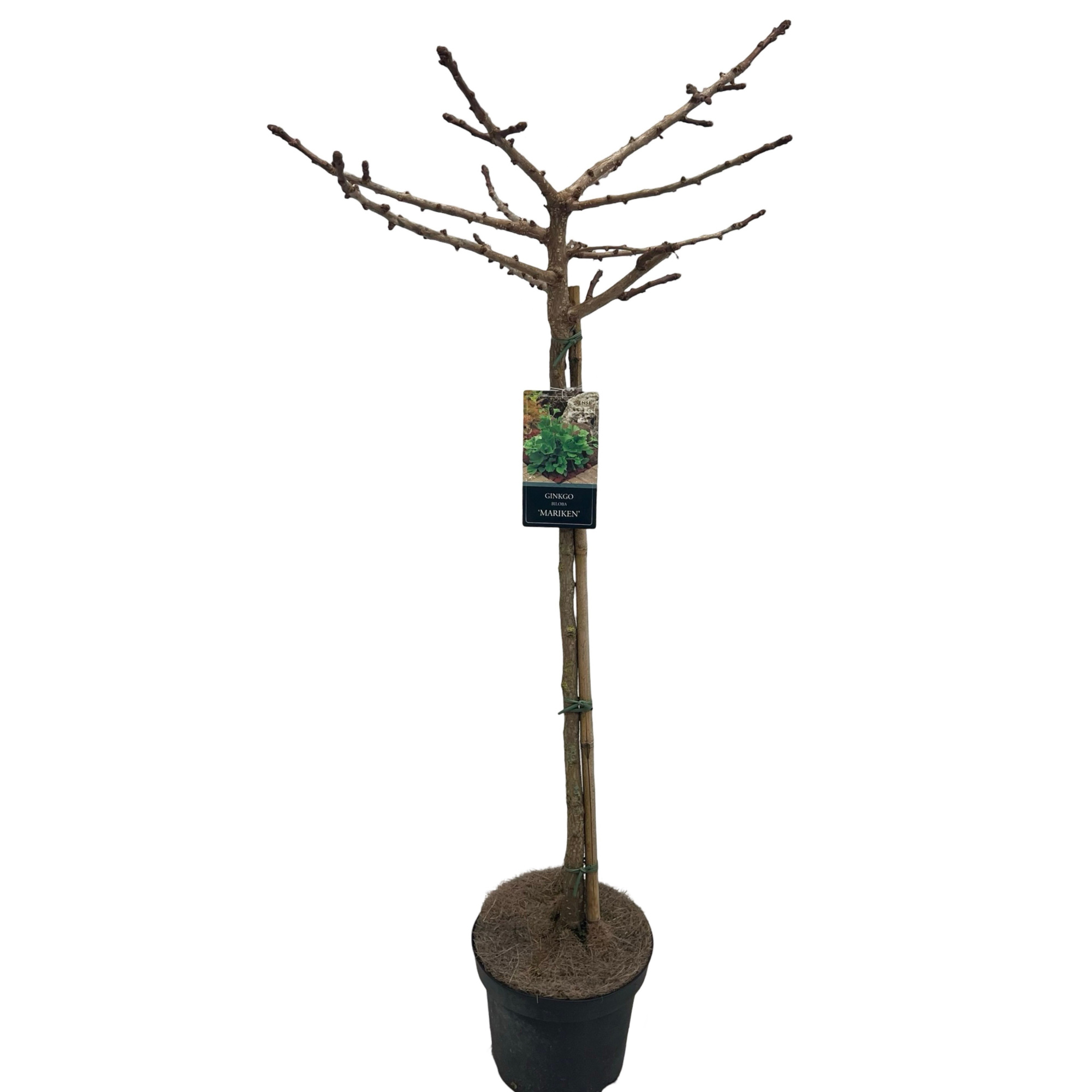 Ginkgo biloba 'Mariken' stam 90 cm, D 27