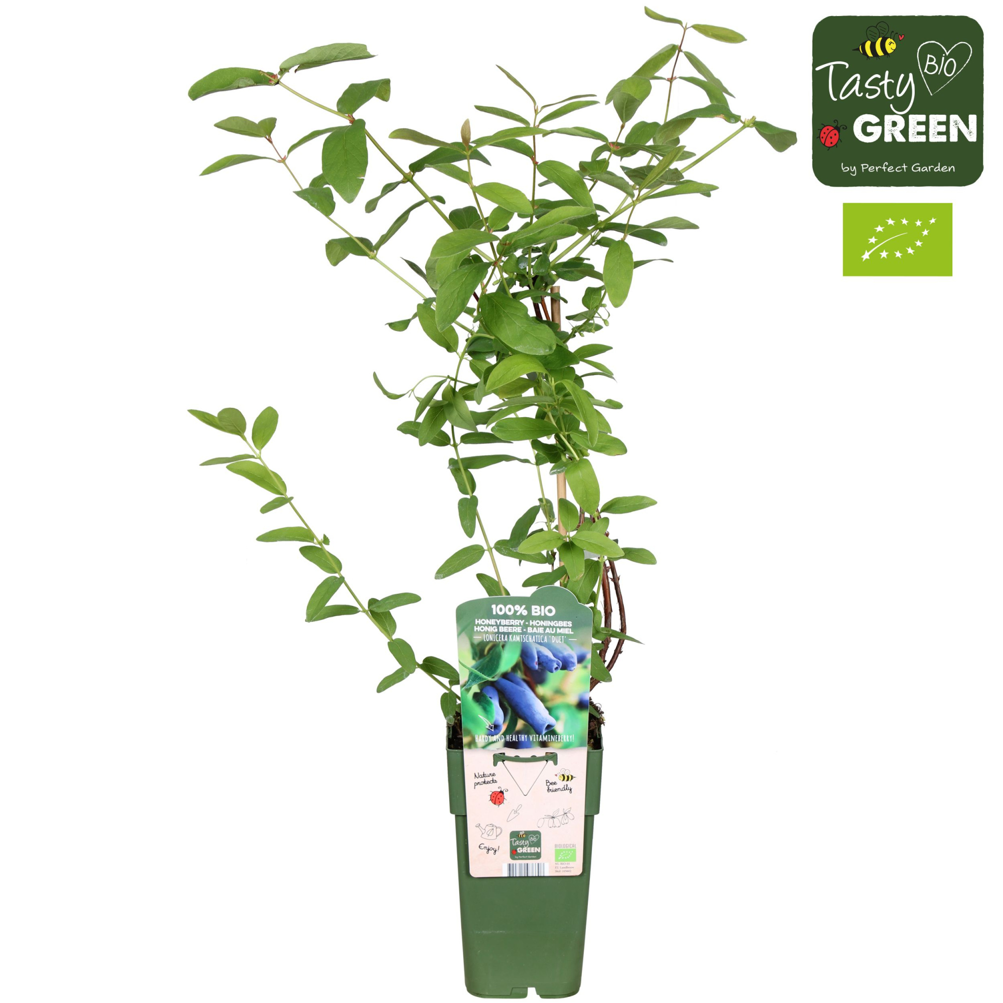 Lonicera kamtschatica 'Duet' Bio P15, D 15 cm