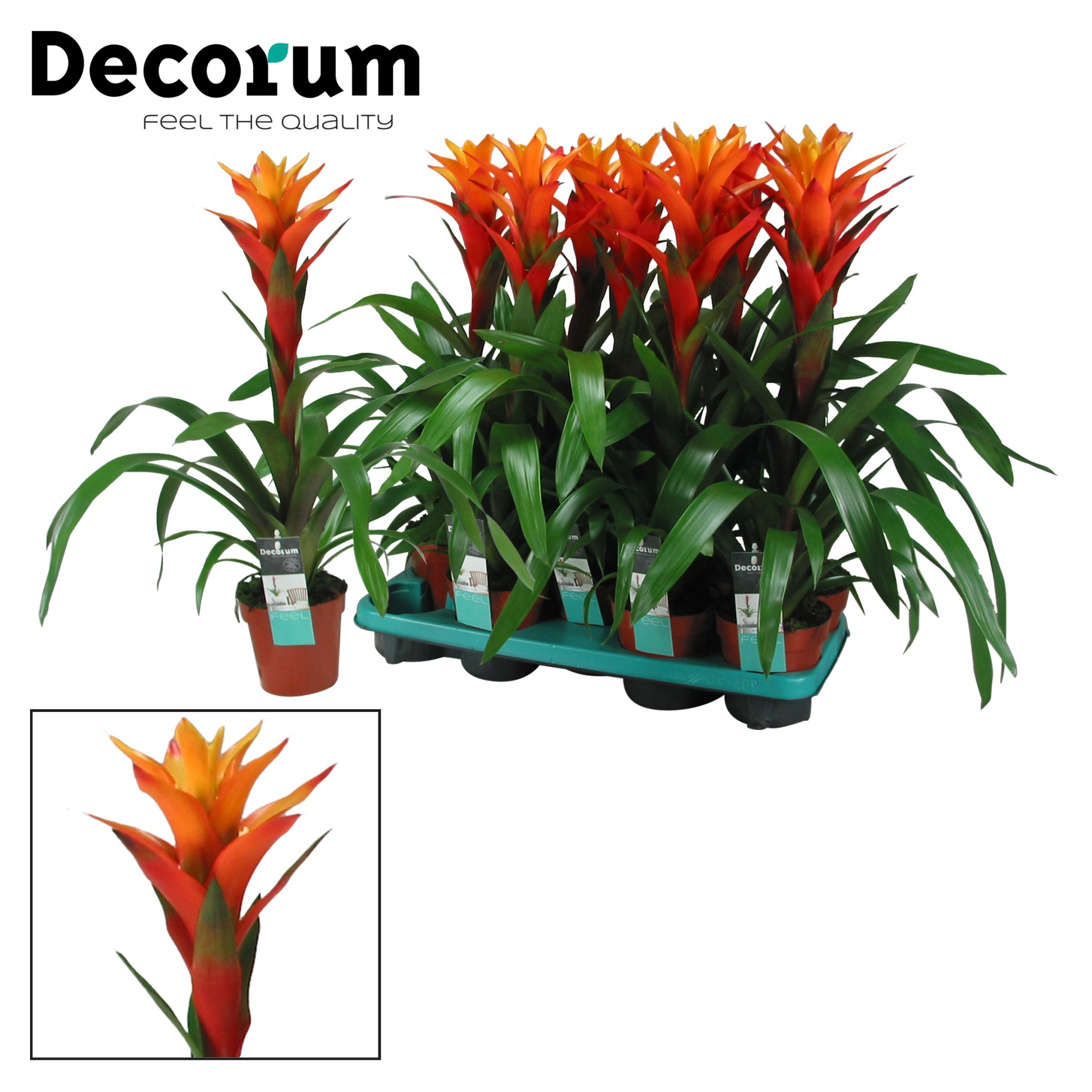 Guzmania Variada (Decorum), D 13 cm