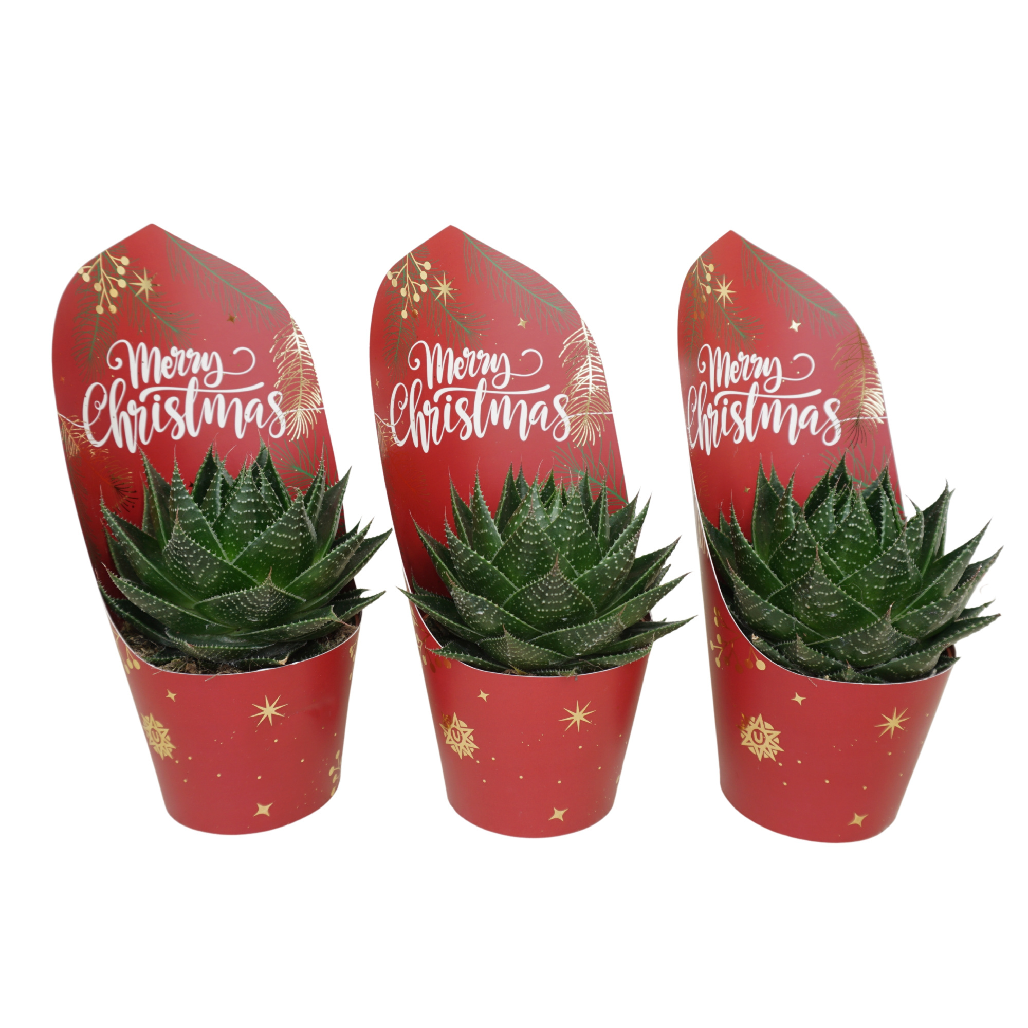 Aloë cosmo 10,5 cm in Kerst potcover, D 10,5 cm