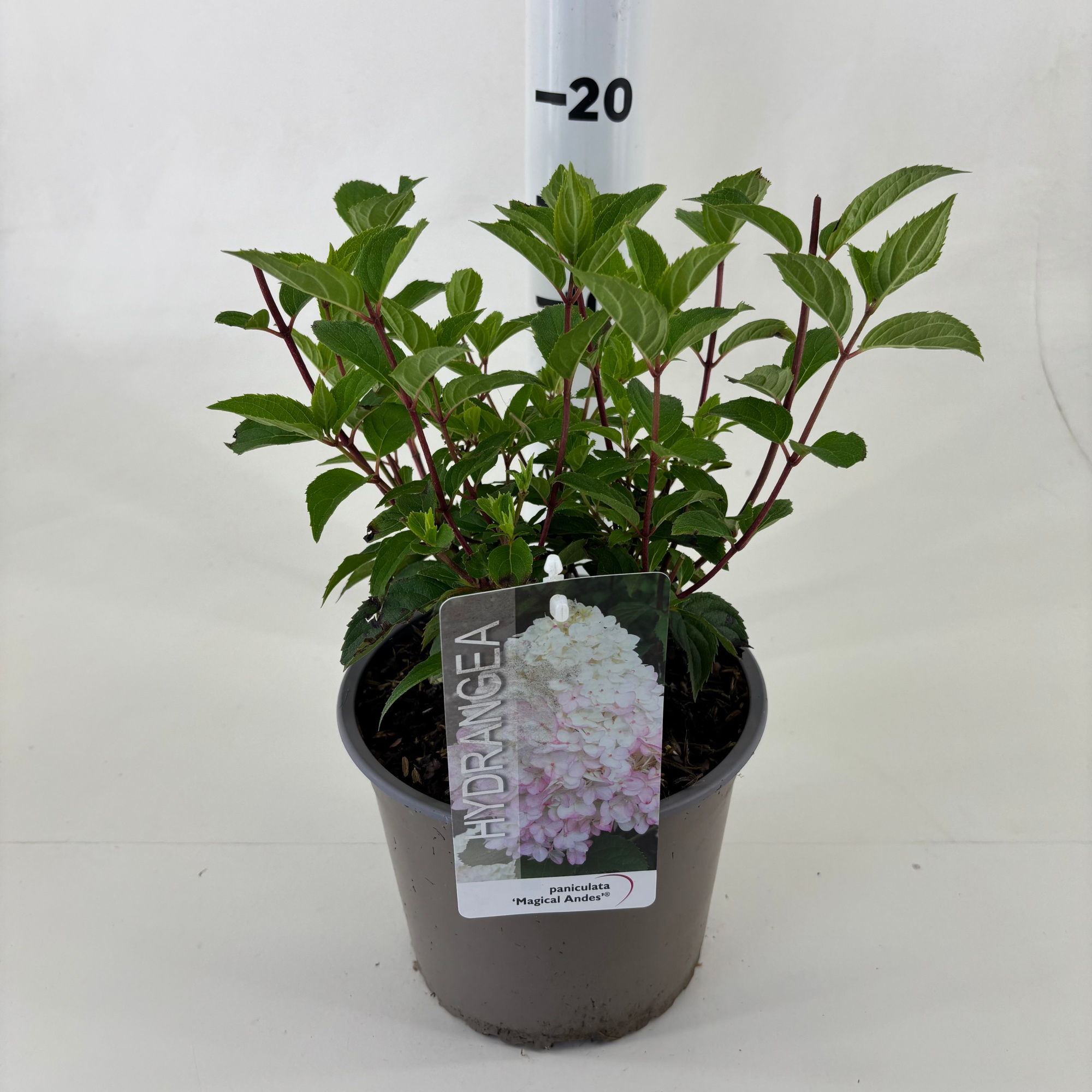 Hydrangea pan. 'Magical Andes' ®, D 19 cm