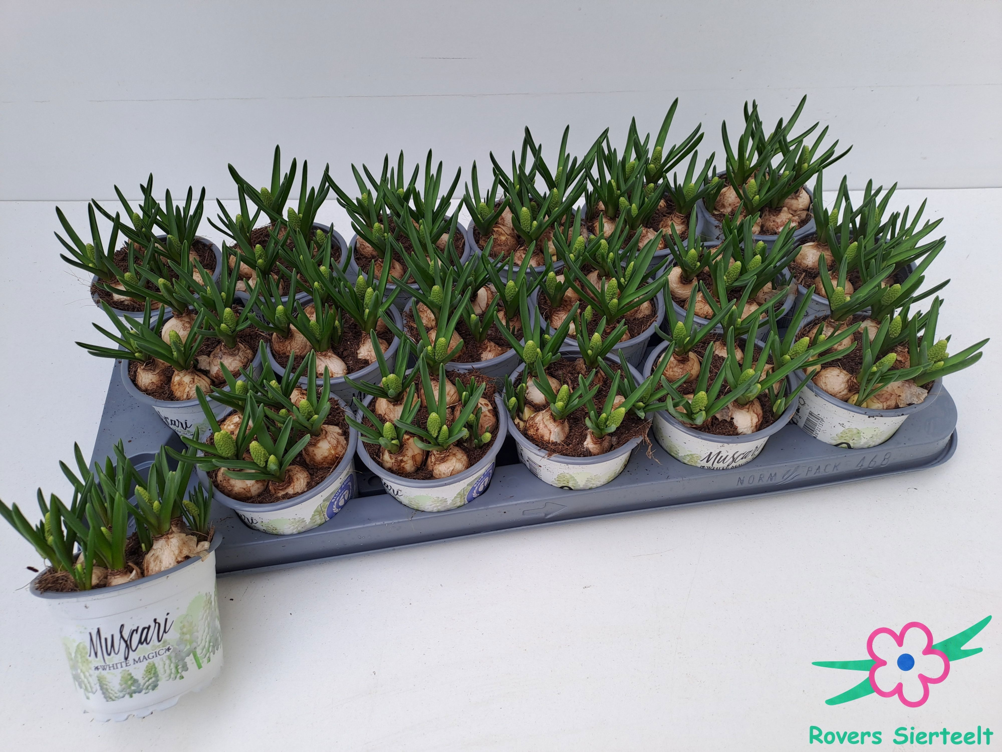 muscari white magic, D 9