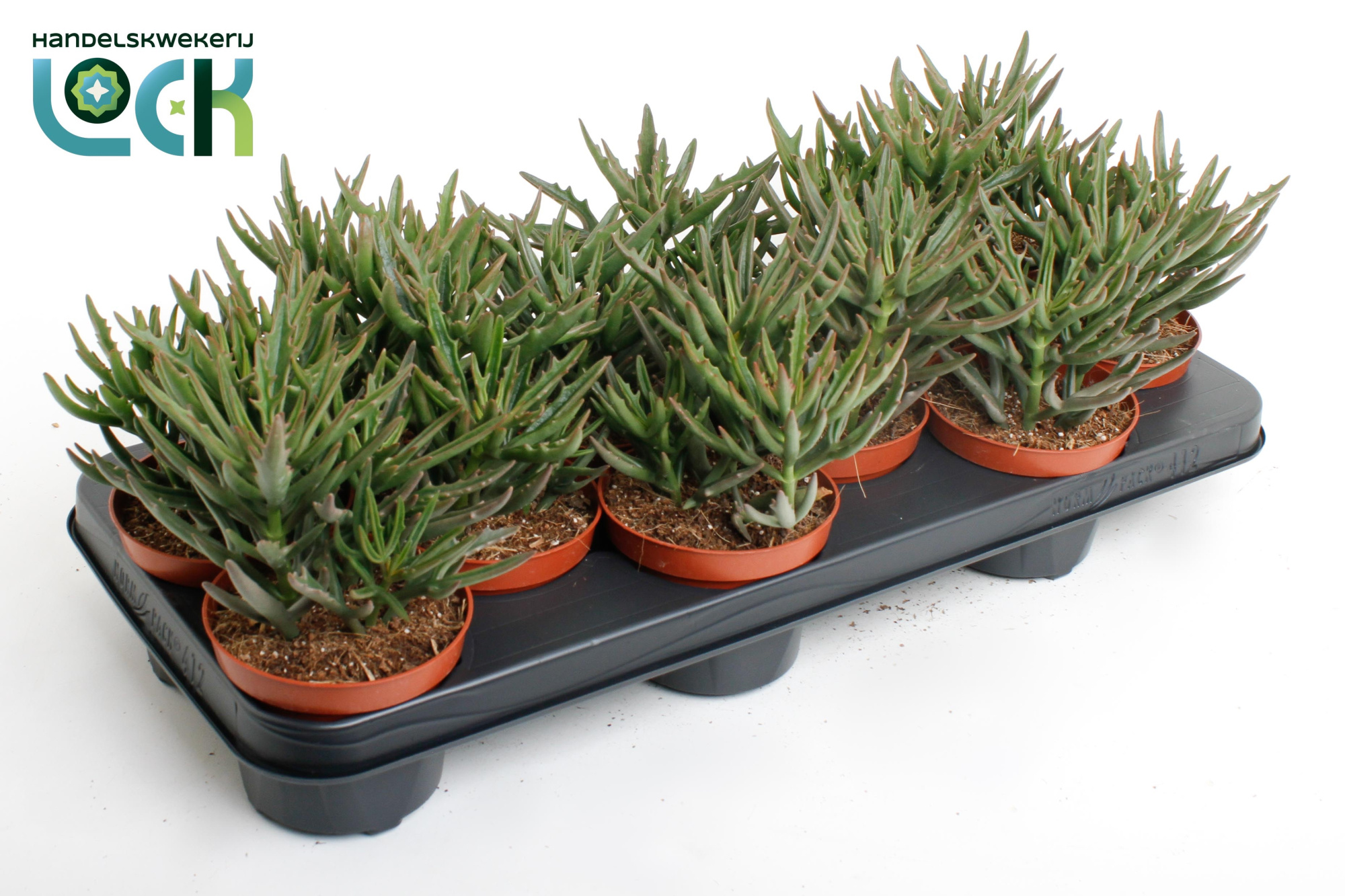 Kalanchoë Spider Green, D 10,5 cm