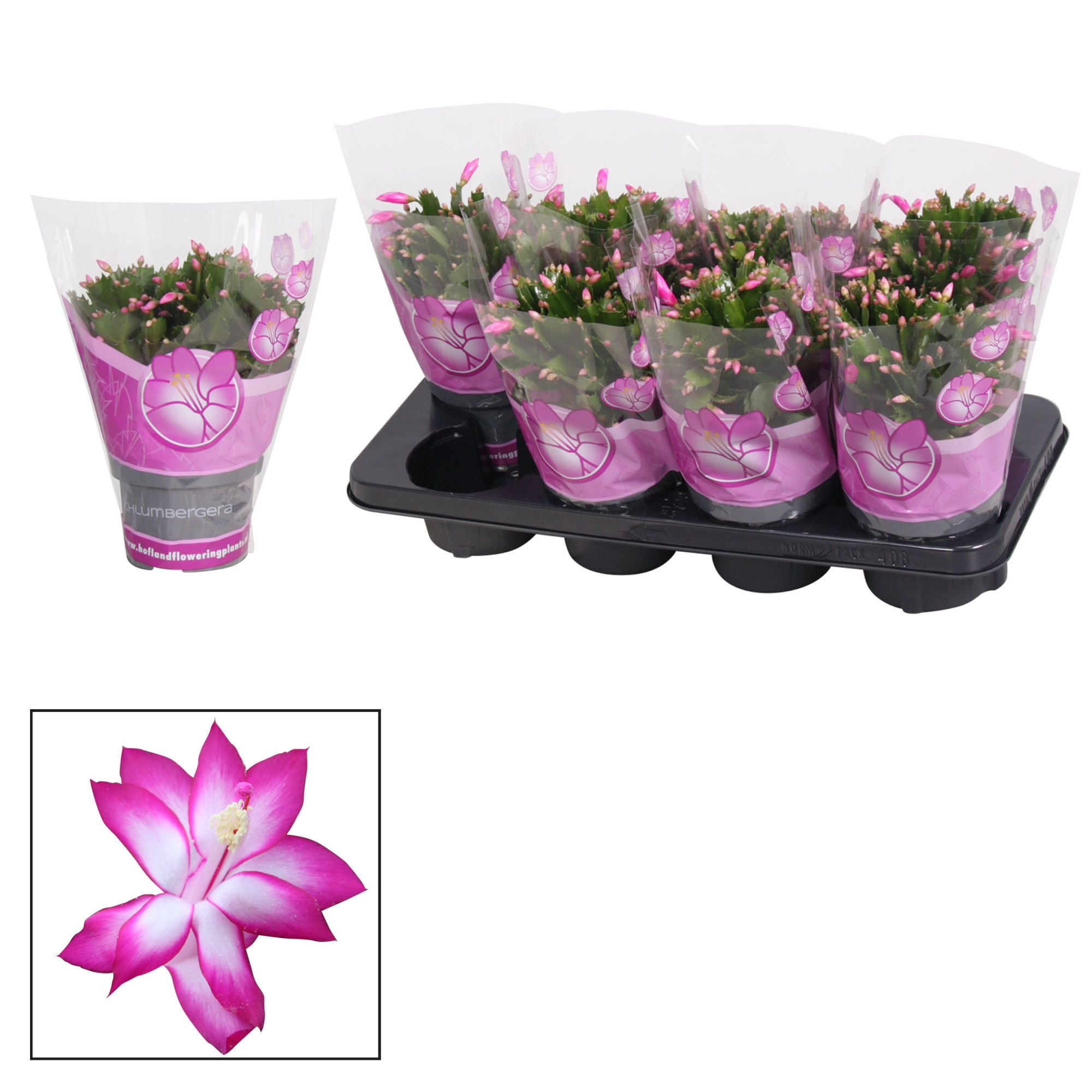 Schlumbergera - 13 cm - Purple (Jolly Dancer), D 13 cm