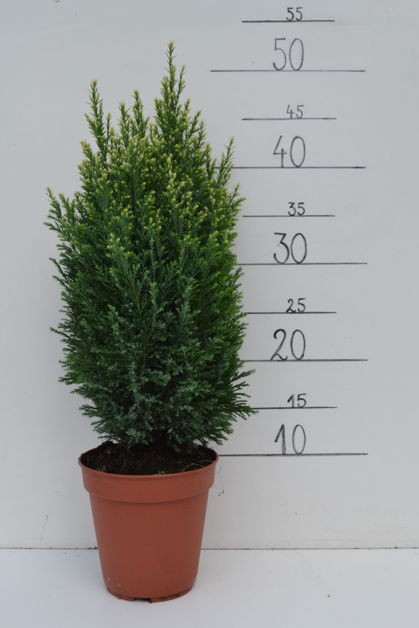 Chamaecyparis lawsoniana 'Snow White', D 13 cm