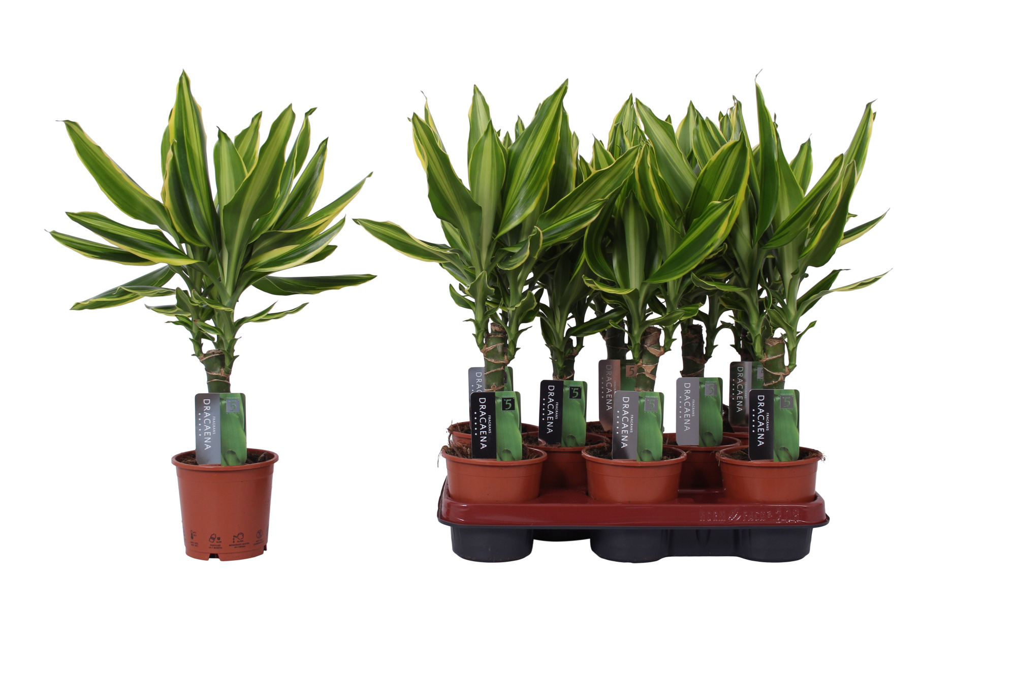 Dracaena Golden Queen, 11 cm pot, D 11 cm