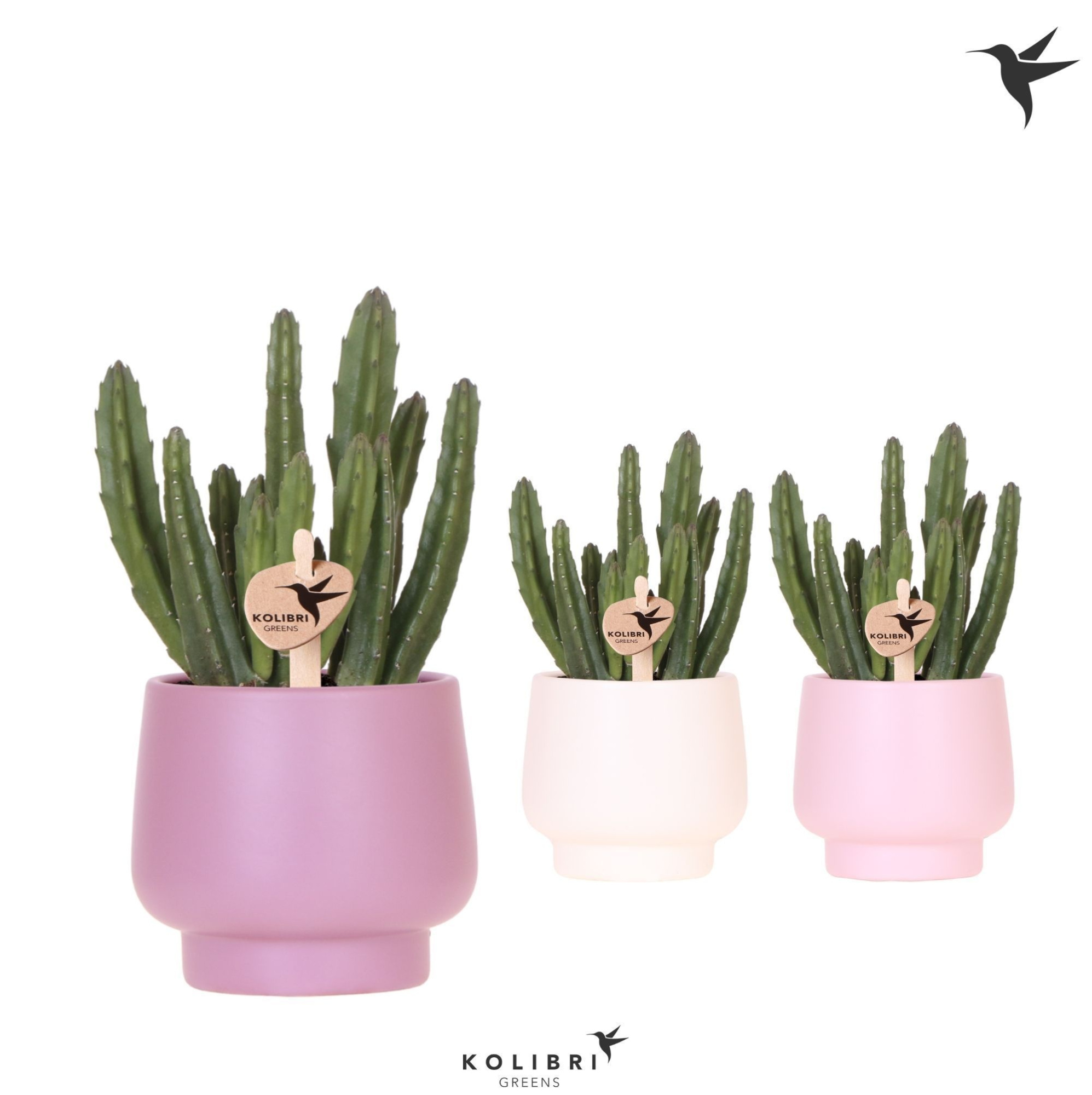 Kolibri Greens Stapelia Leendertziae in Scandic pot pink mix, D 9