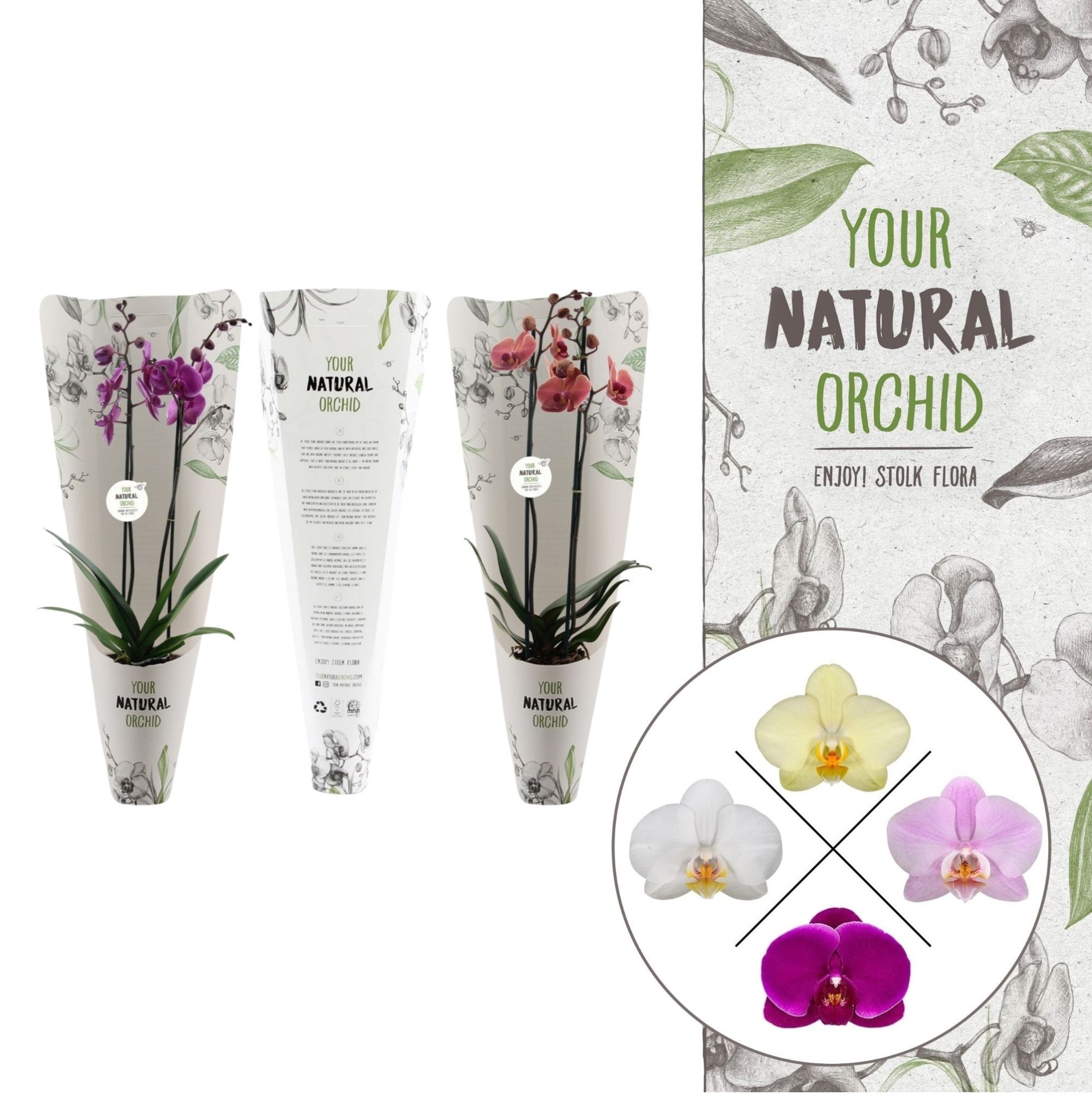 Your Natural Orchid | Mix in Gift pack | Phalaenopsis 2 spike, D 12 cm