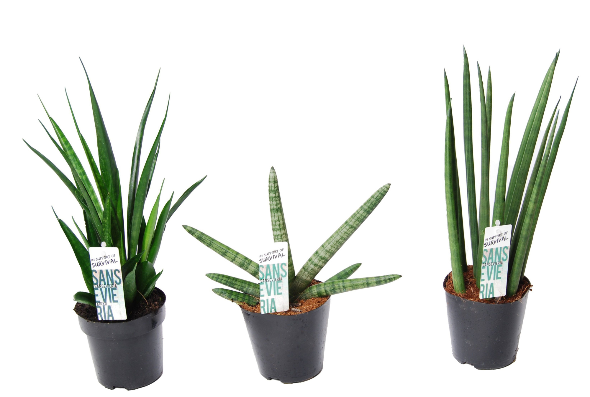Sansevieria mix Happy: Kirkii-Skyline-Mikado, D 12