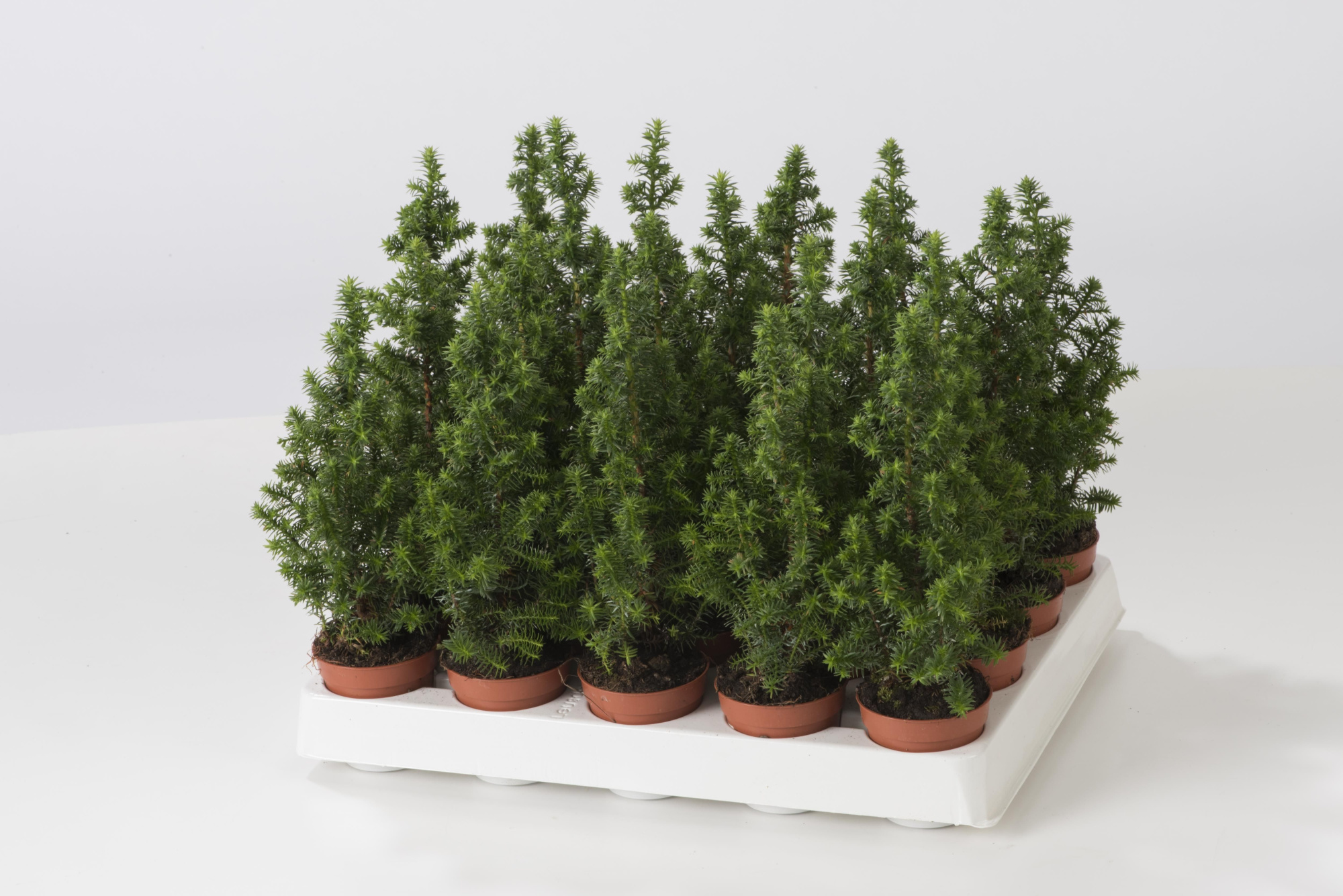 Chamaecyparis Thyoidis 'Toppoint' mini, D 5,5 cm