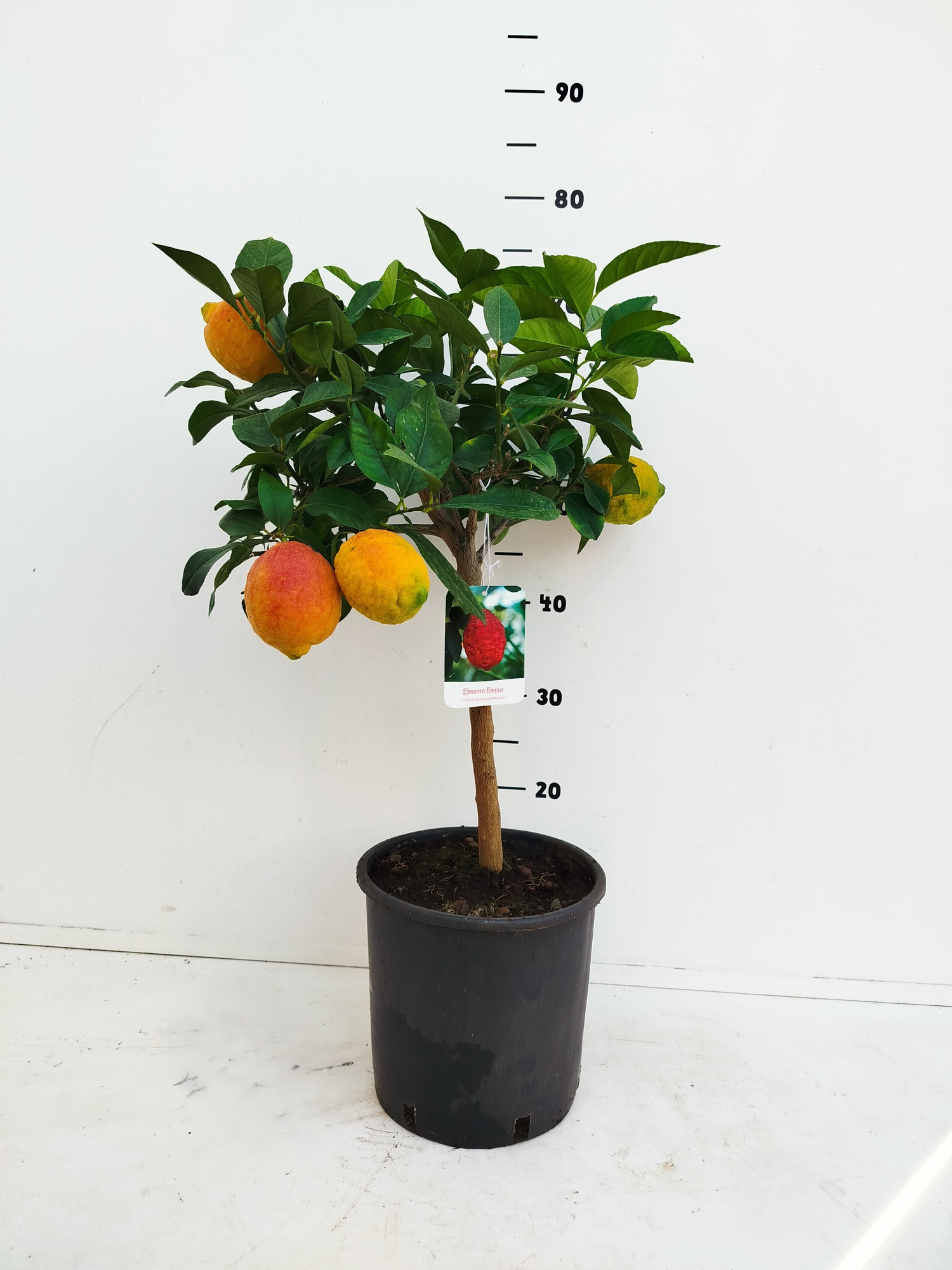Citrus osbeck - 'Limone Rosso', D 21