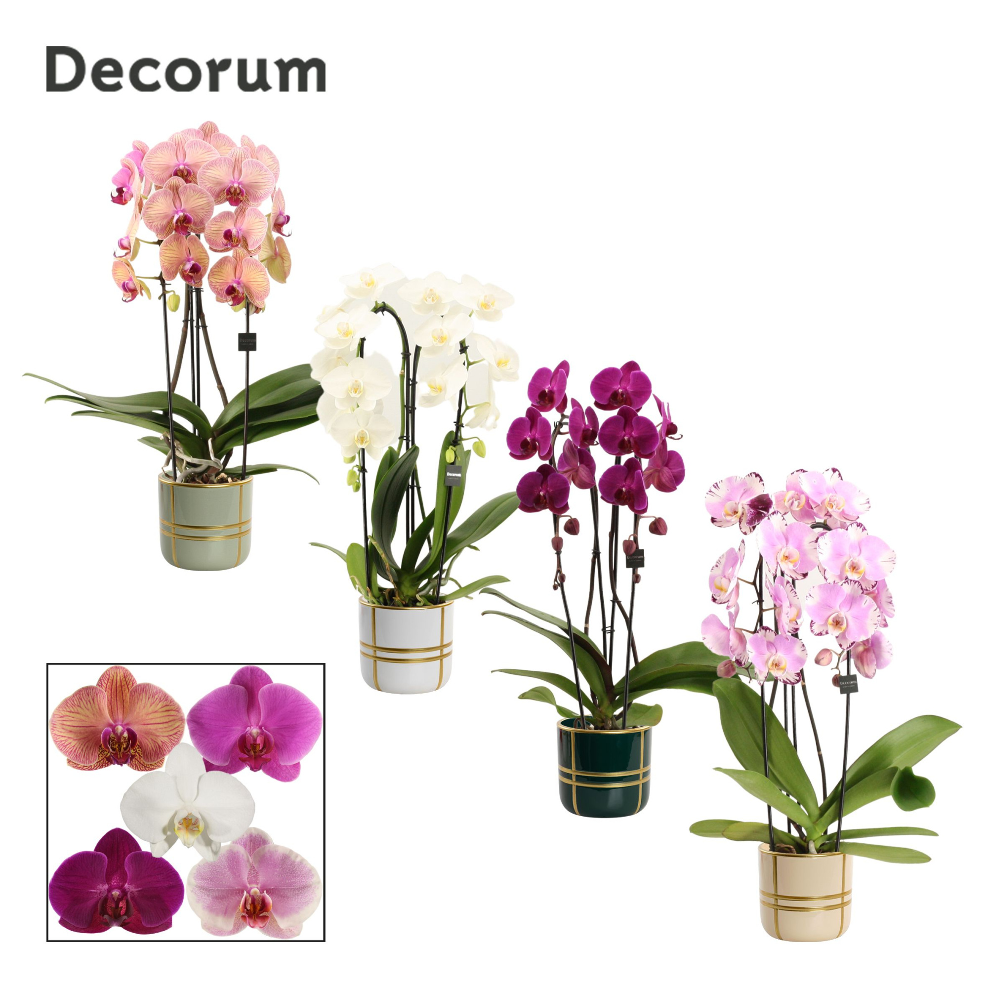 Phalaenopsis cascade 2 tak mix in Lauri (Top blend-collection), D 12 cm