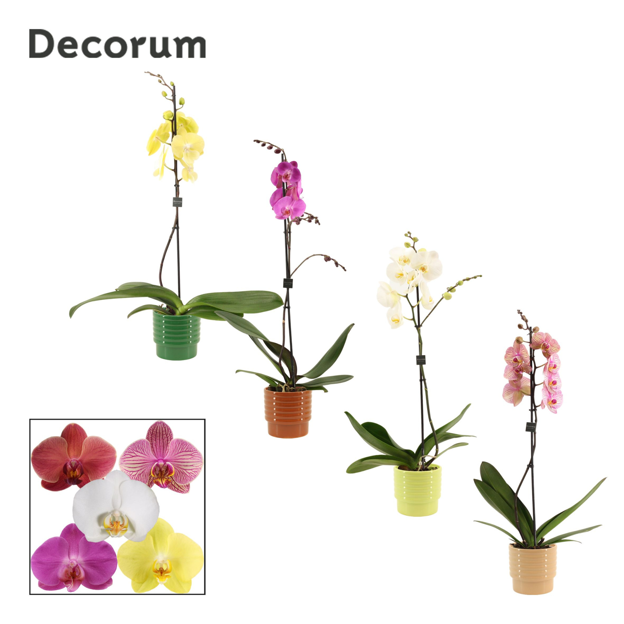 Phalaenopsis 1 tak 9+ mix in Naemi (Natural bubble-collection), D 12 cm