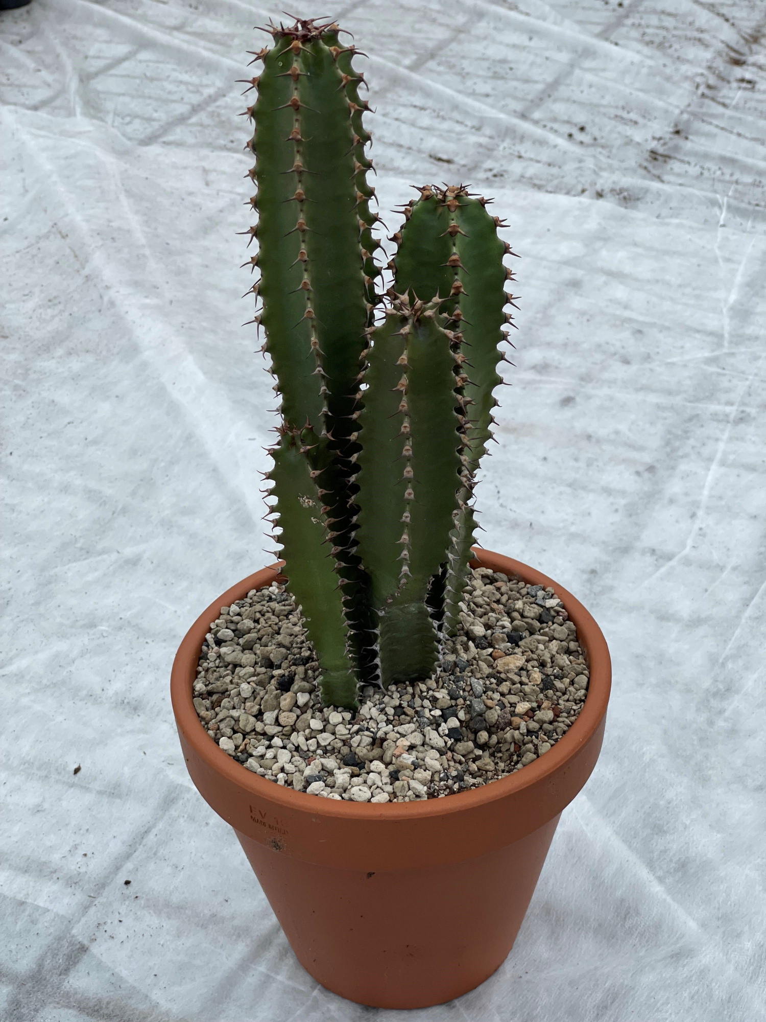 71 Canariensis Rozenpot 19 cm, D 19 cm