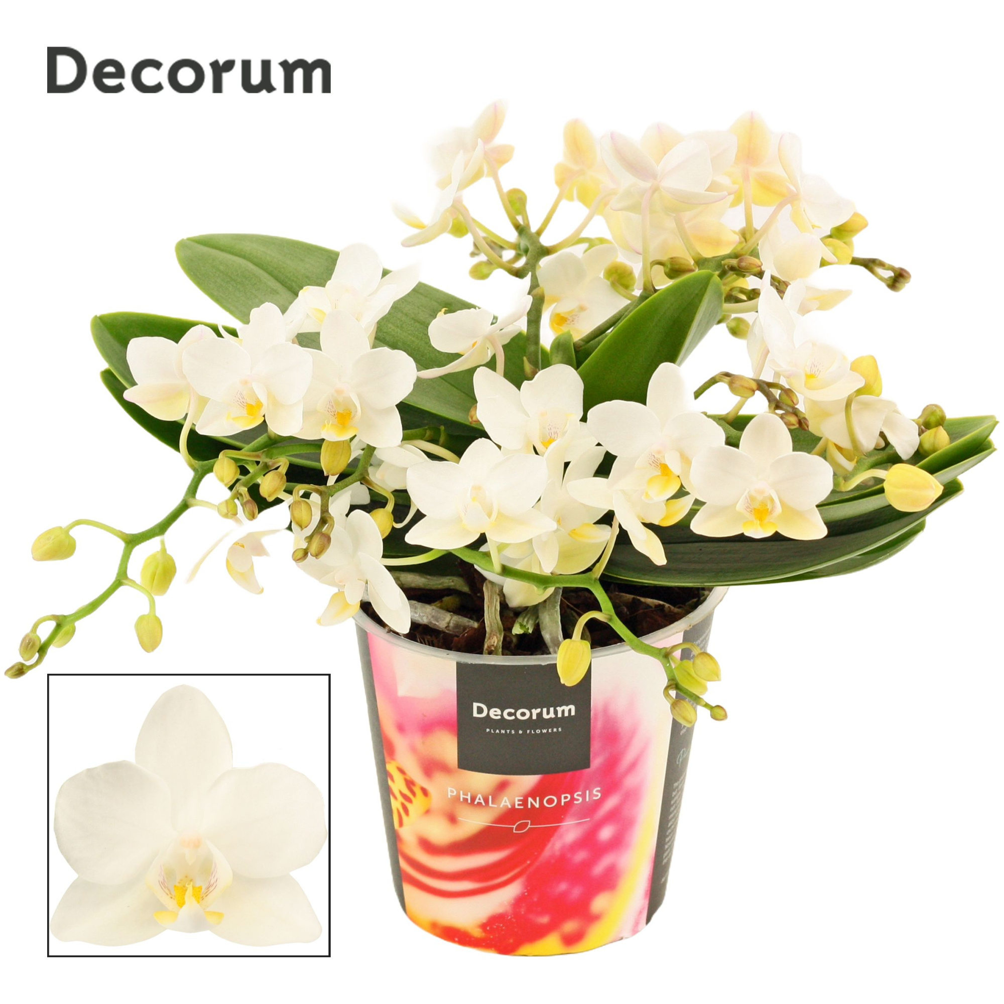 Phalaenopsis Table Whitney 4+ tak (Decorum), D 12 cm