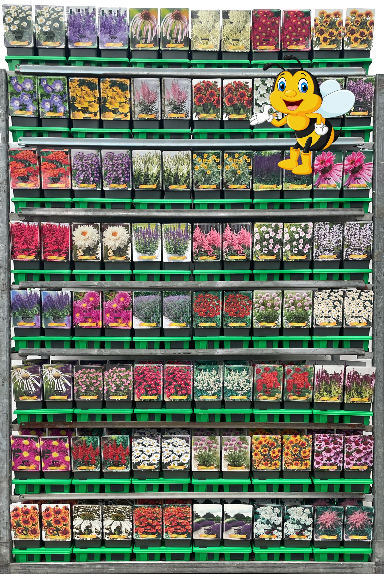 Bijenkar vaste planten Mix CC P11, D 11