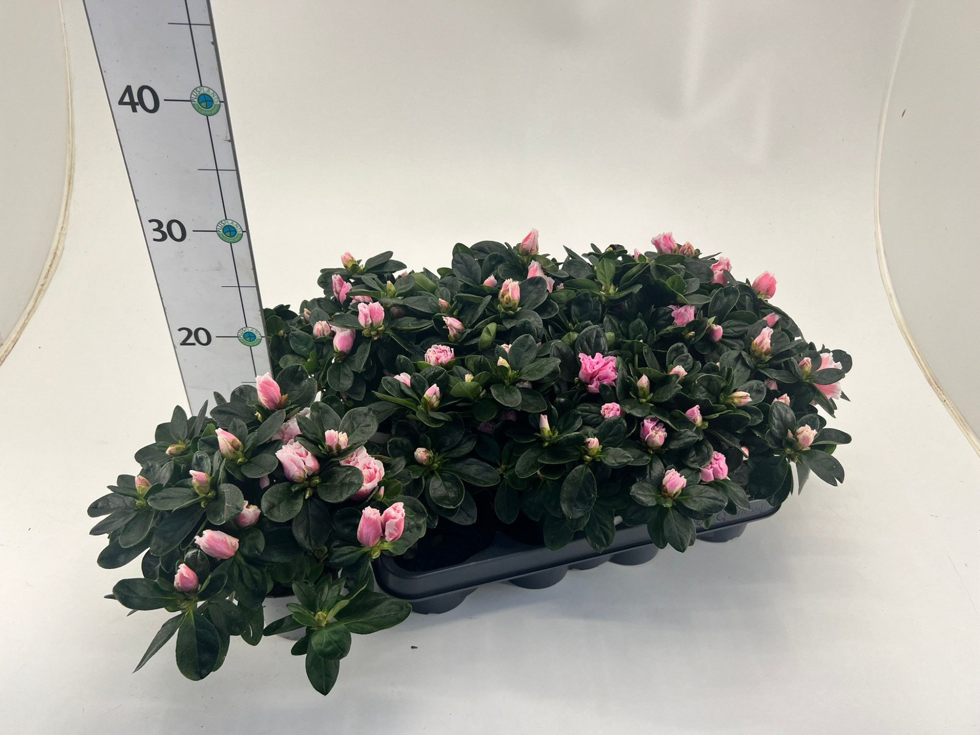Rhododendron simsii T10,5 light pink/ white, D 10 cm
