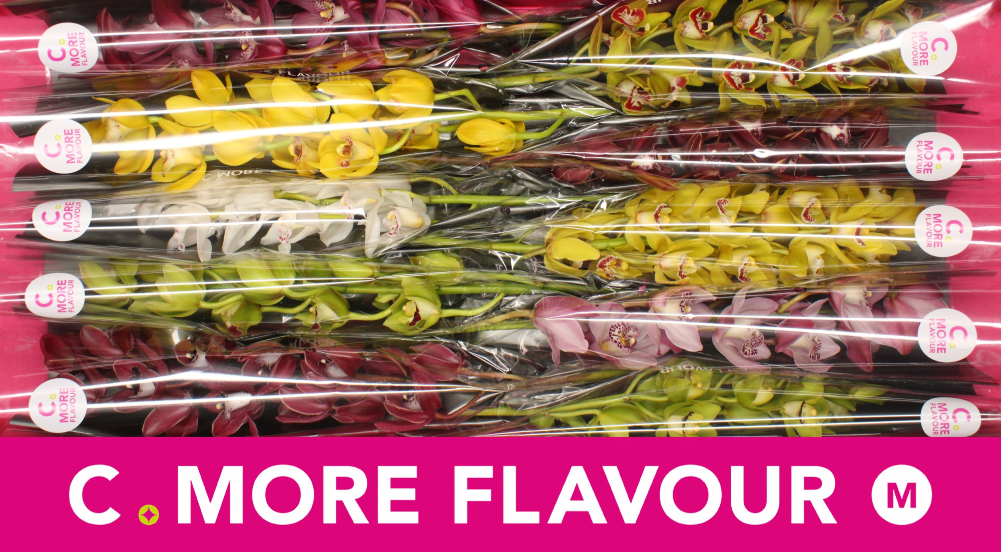 Цимбидиум мини Микс x10 60, шт.