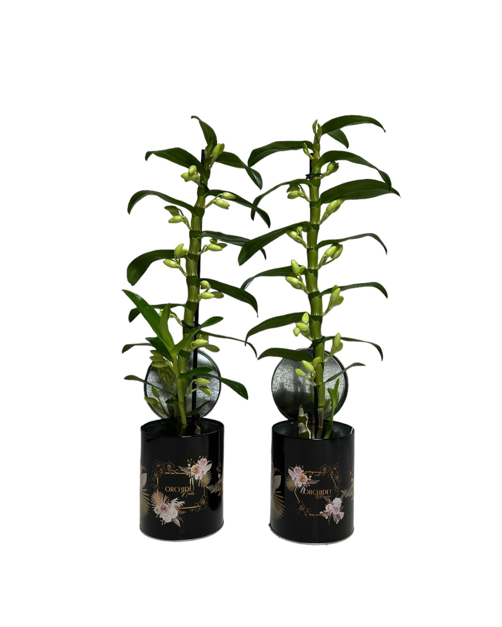 Dendrobium Nobile Apollon 1 stam 9+ tros Blik met print, D 12 cm