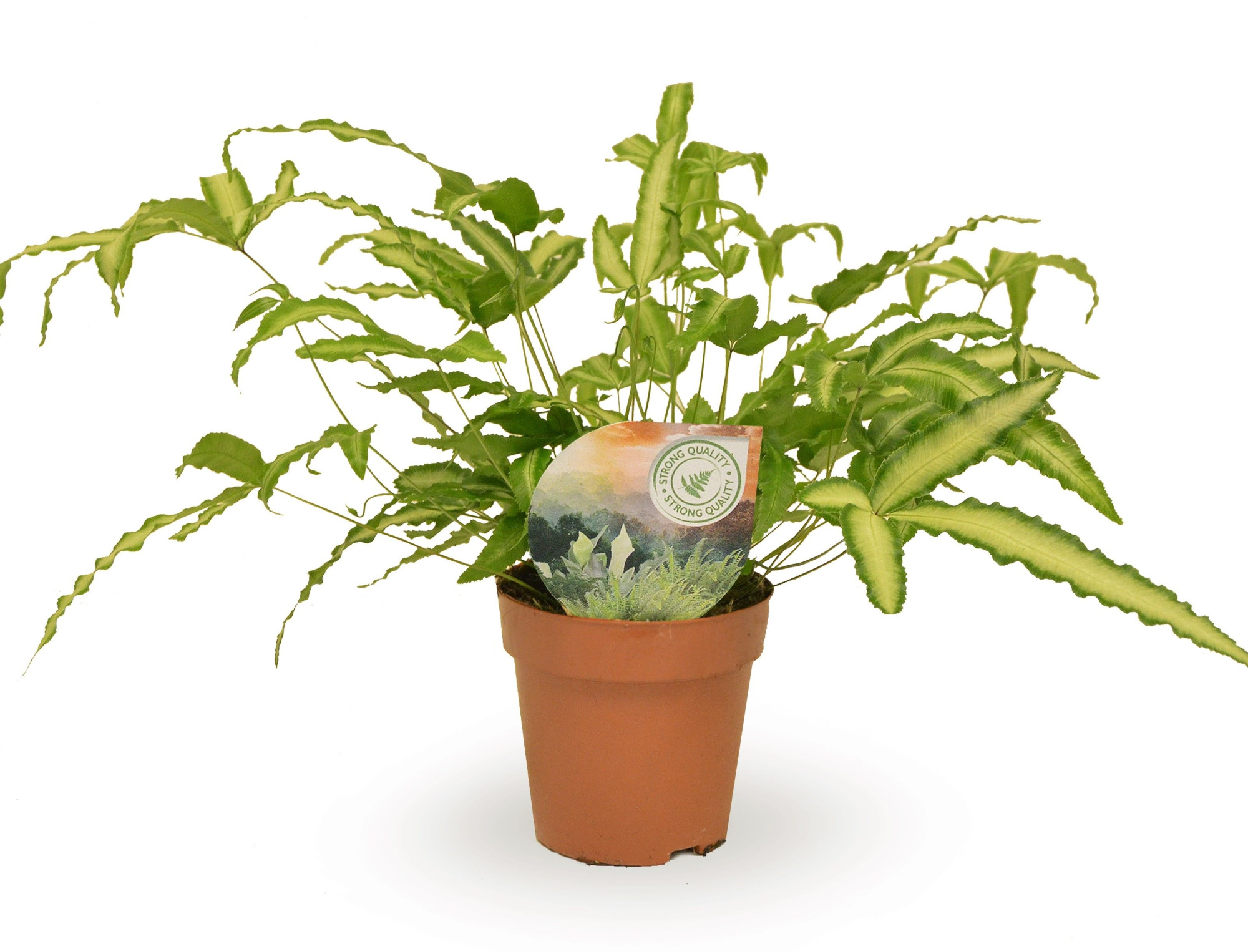 Pteris Albolineata, D 12 cm