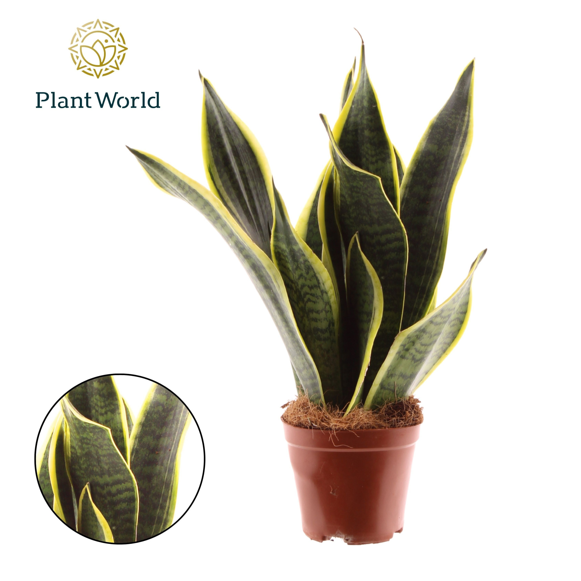 Sansevieria Futura Superba 3 stekken p.p., D 12 cm