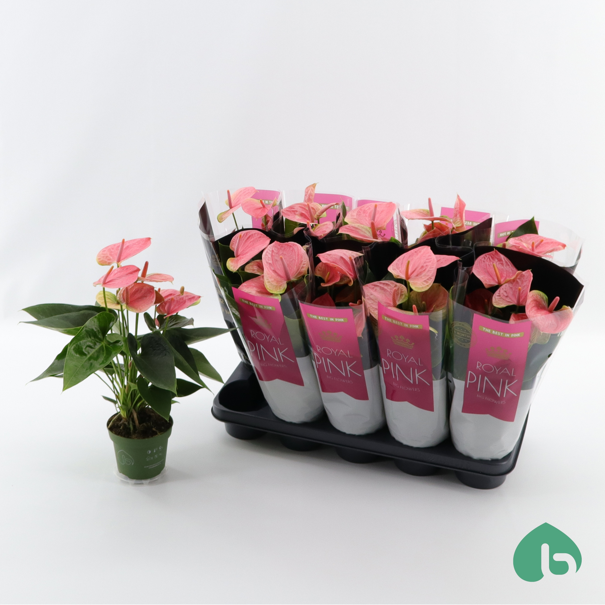 Anthurium Royal Pink ''Big Flowers'' Sweet Dream, D 12 cm