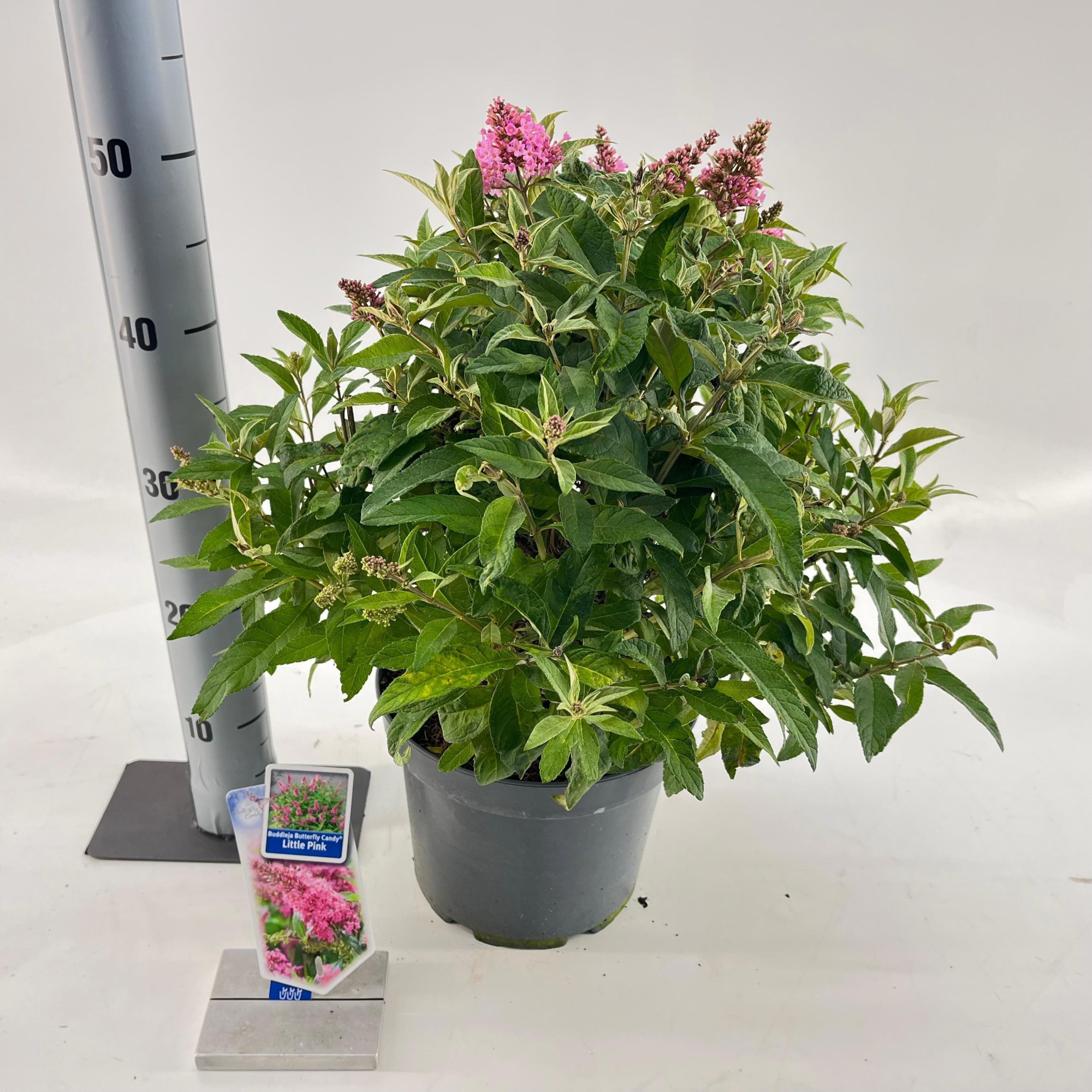 Buddleja d. Butt. Candy® Little Pink ('BotEx 005'PBR), D 23 cm