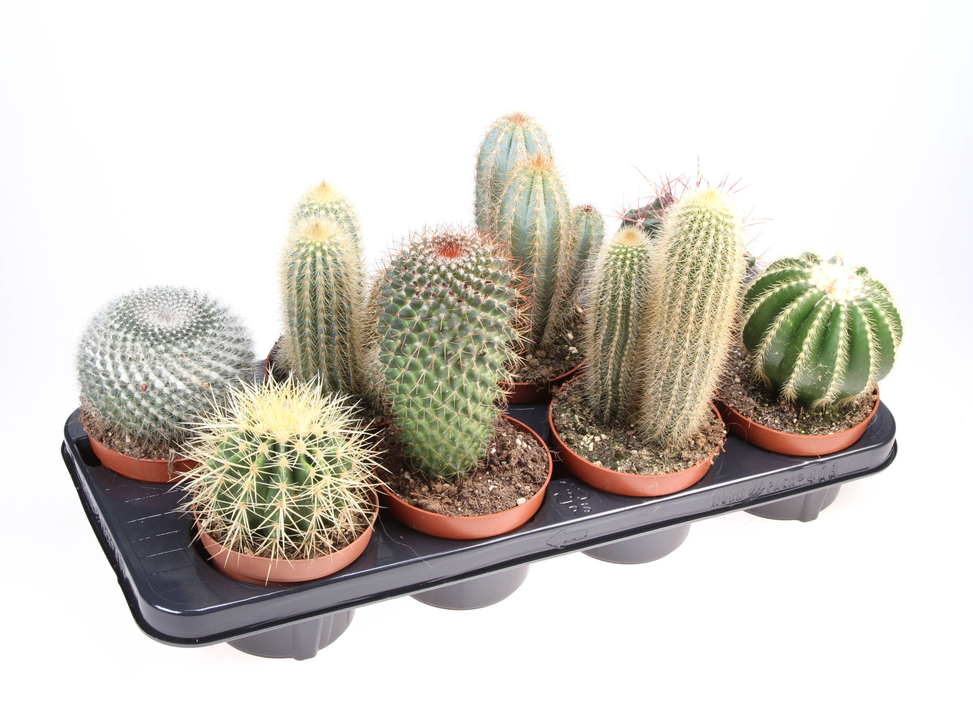 Cactus mix, D 12 cm