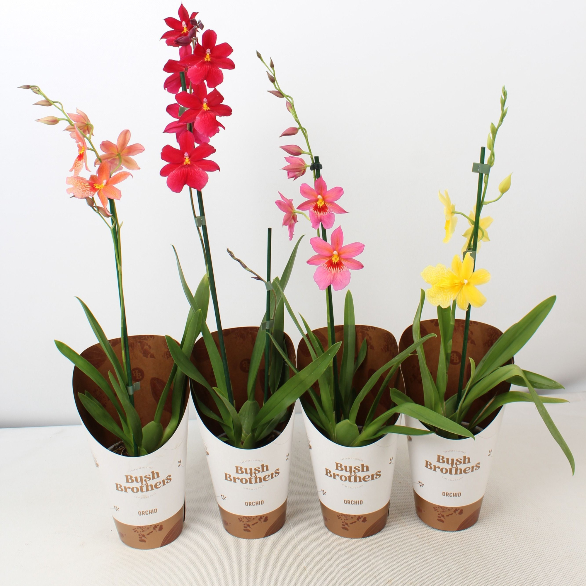 Cambria 'Nelly Isler' mix 1 tak 12 cm, D 12 cm