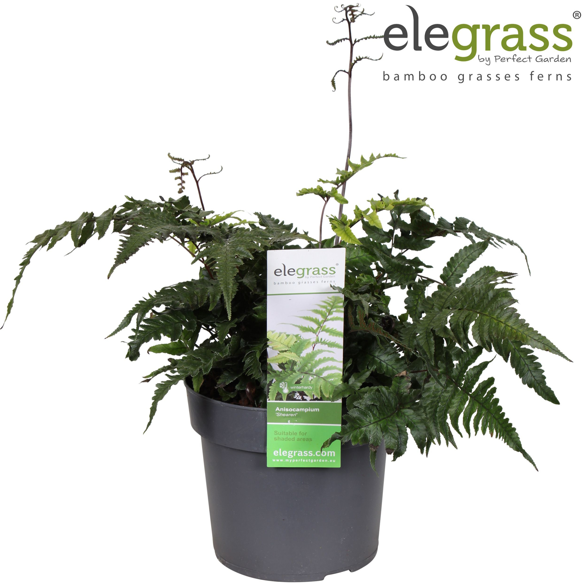 Anisocampium 'Sheareri' P19, D 19 cm