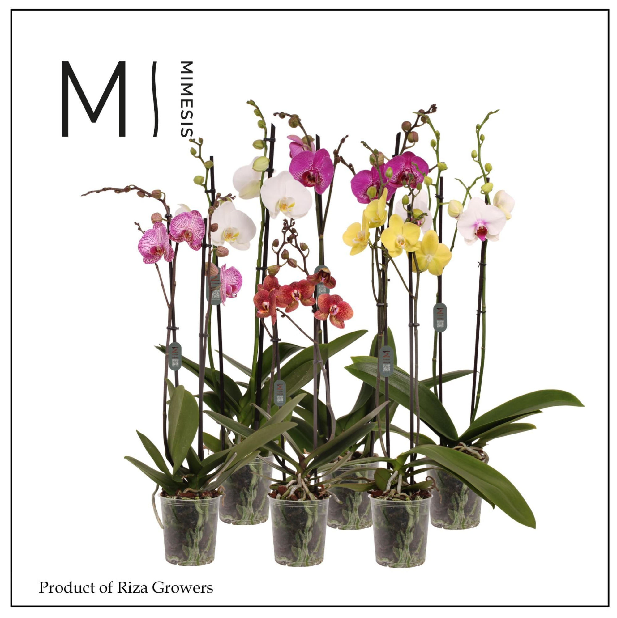 Phalaenopsis Mix 2 spike - 12cm | Mimesis, D 12 cm