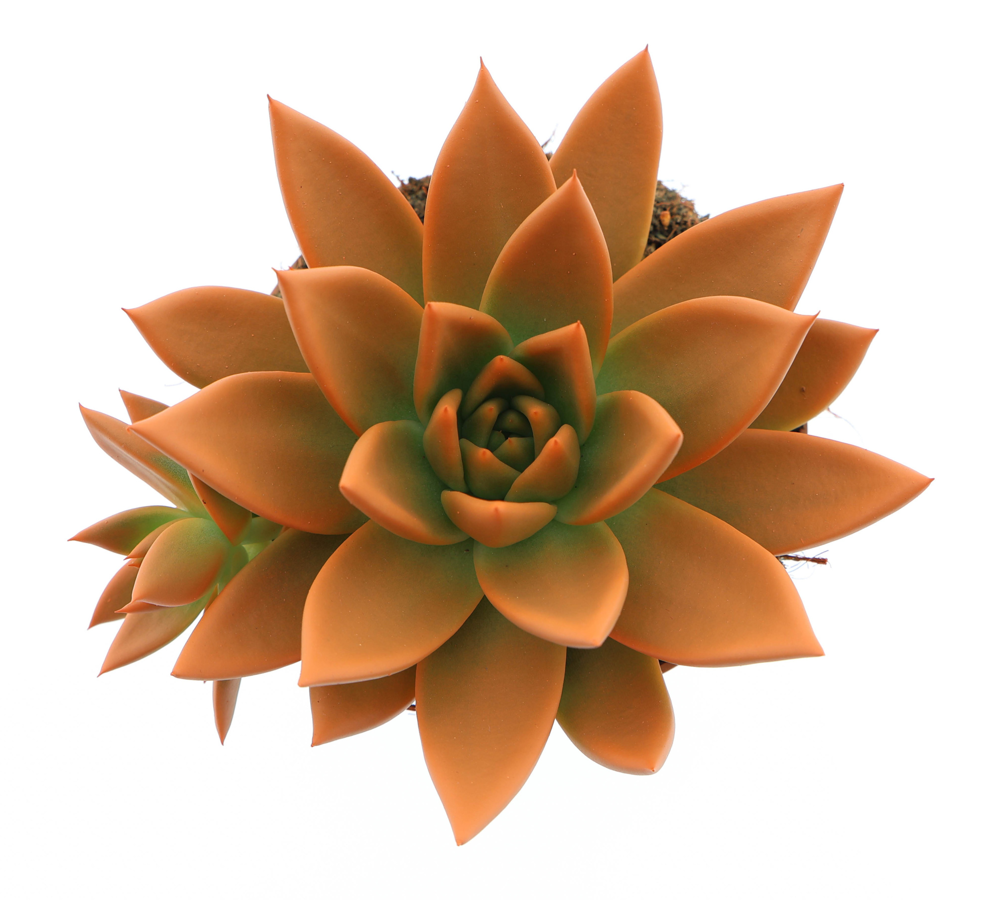 Rainbow orange, D 10,5 cm