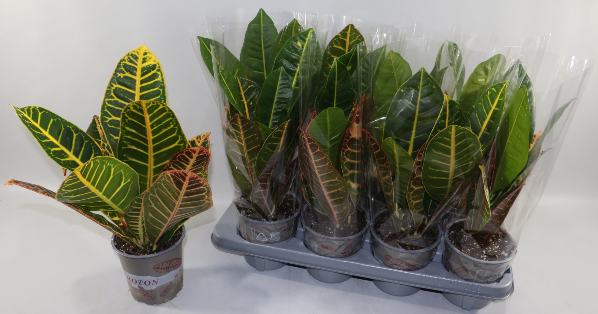 Croton Petra in design hoes"Sunshiners®", D 13 cm