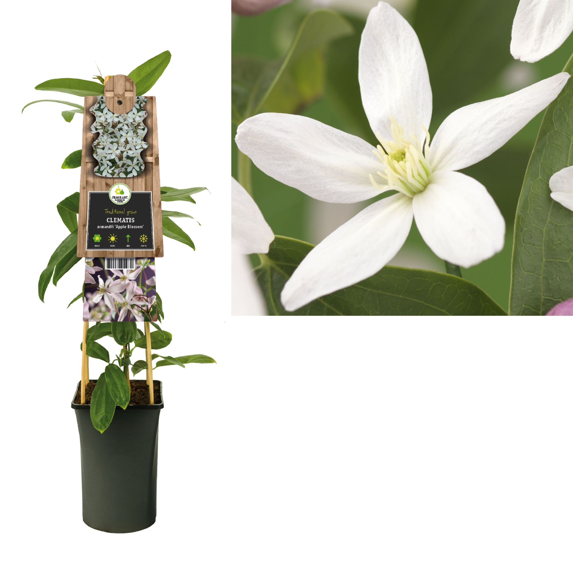 Clematis armandii 'Apple Blossom' +3.0 label, D 17
